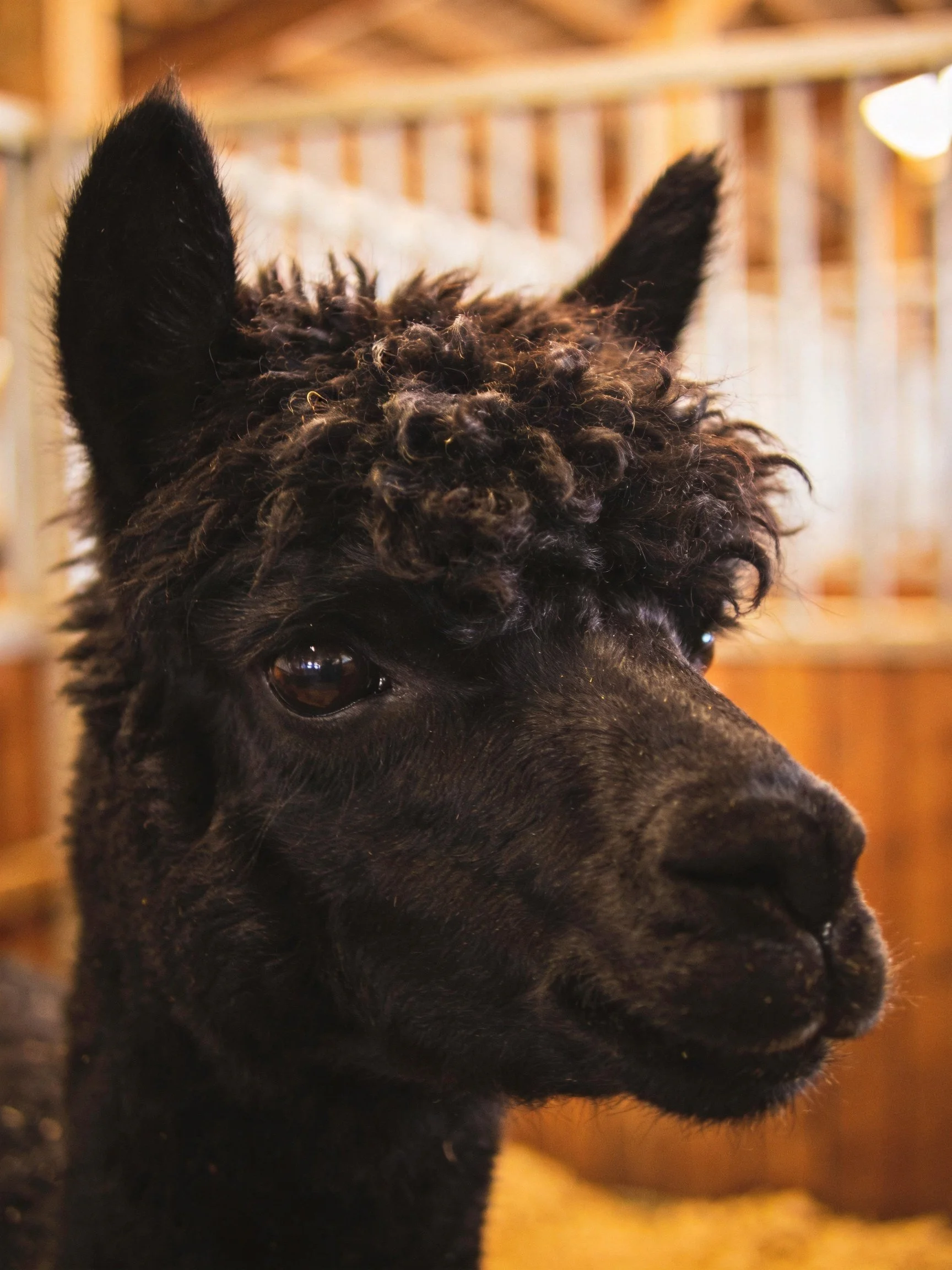 A close - up of a black alpaca with curly dark brown fur