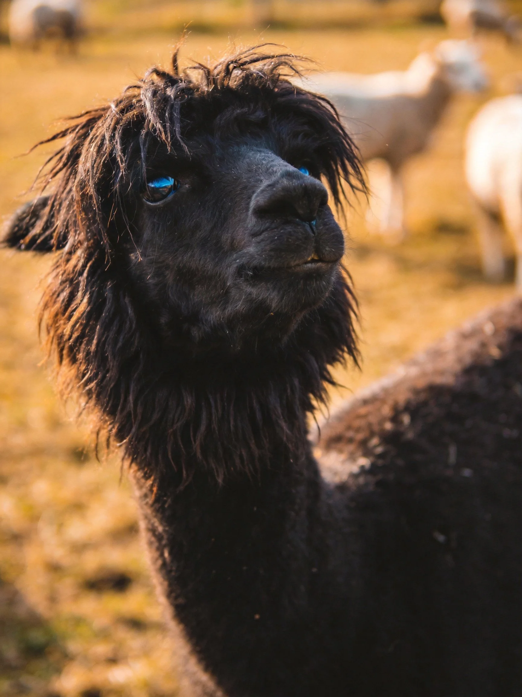 A close - up of a black alpaca with vivid blue eyes in a sunlit field