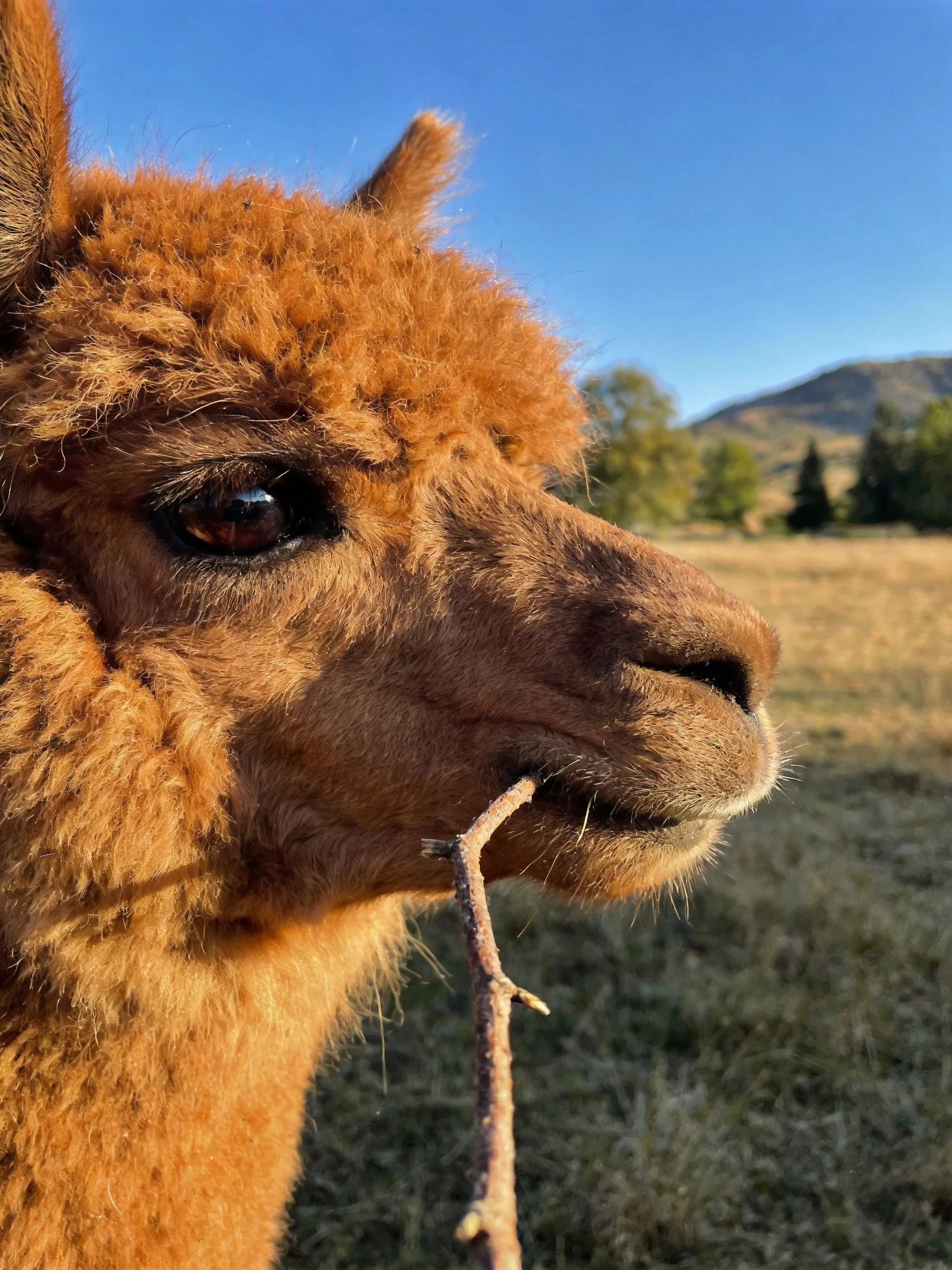 A close - up of a brown alpaca chewing on a thin branch in a sunny field
