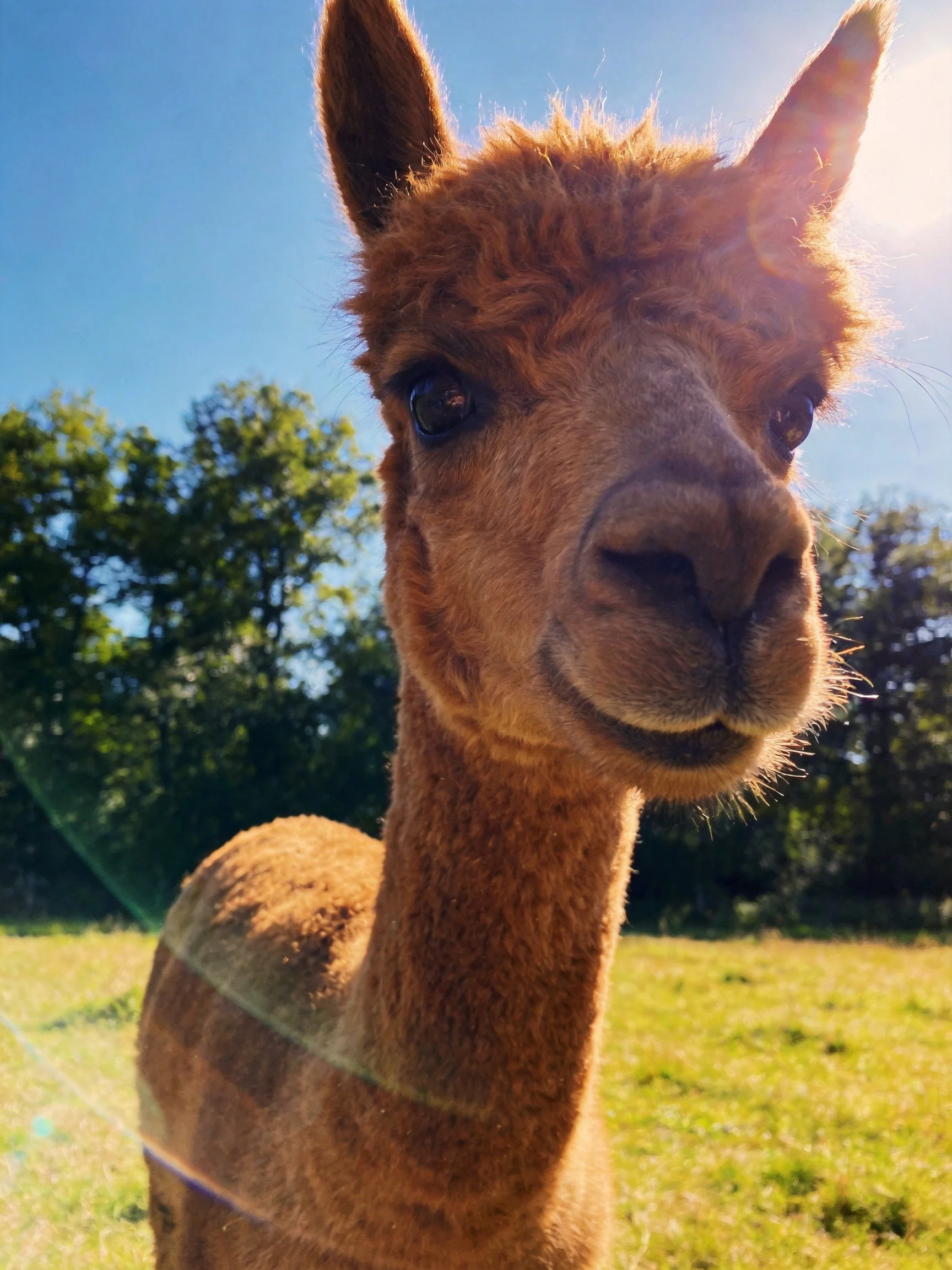 A close - up of a brown alpaca in a sunlit meadow