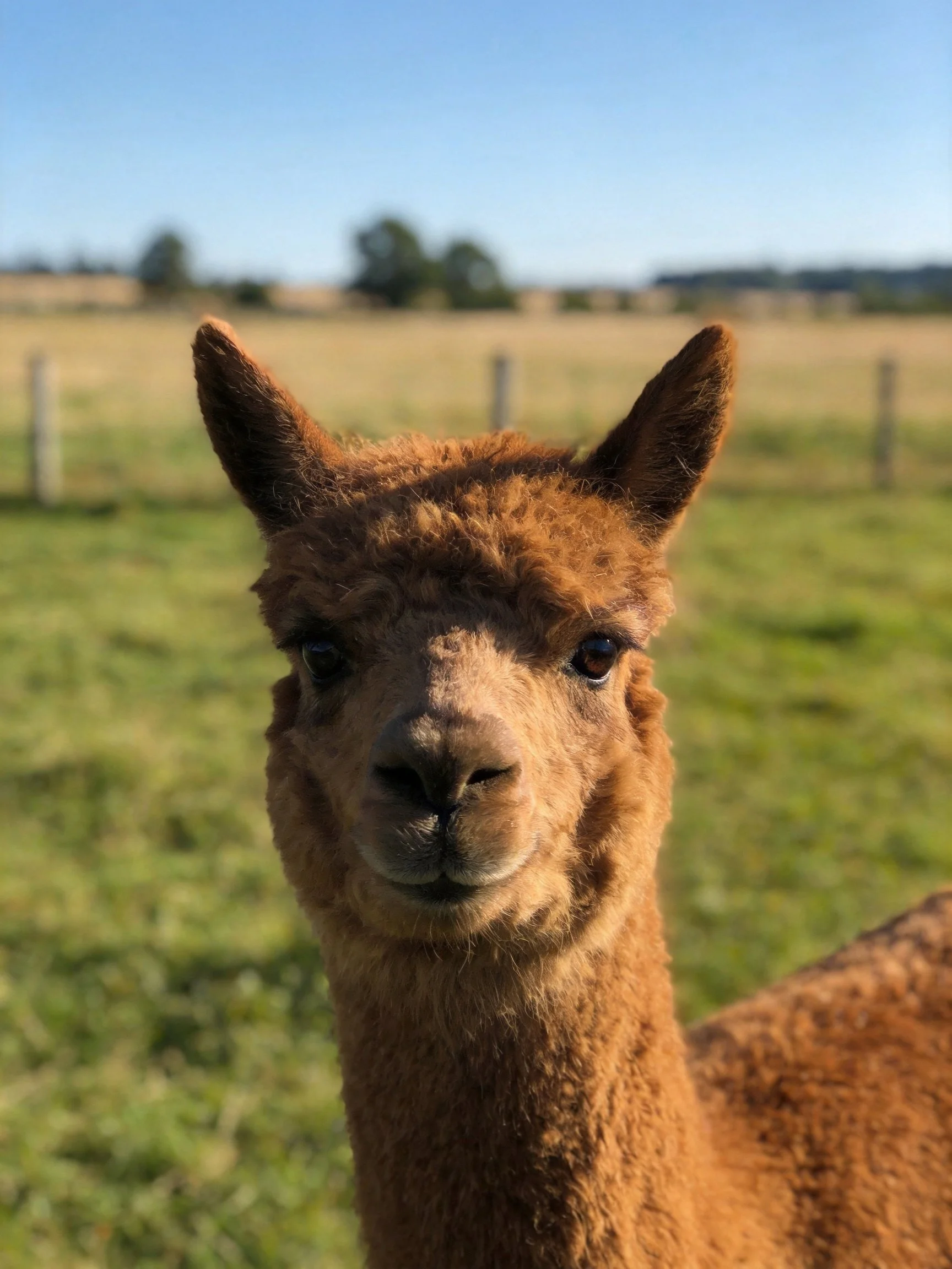 A close - up of a brown alpaca in a sunlit open field