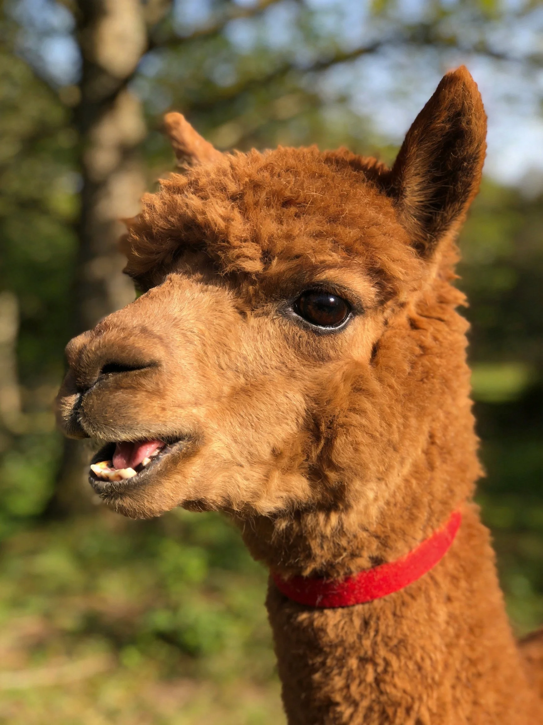 A close - up of a brown alpaca with a red collar in a wooded area