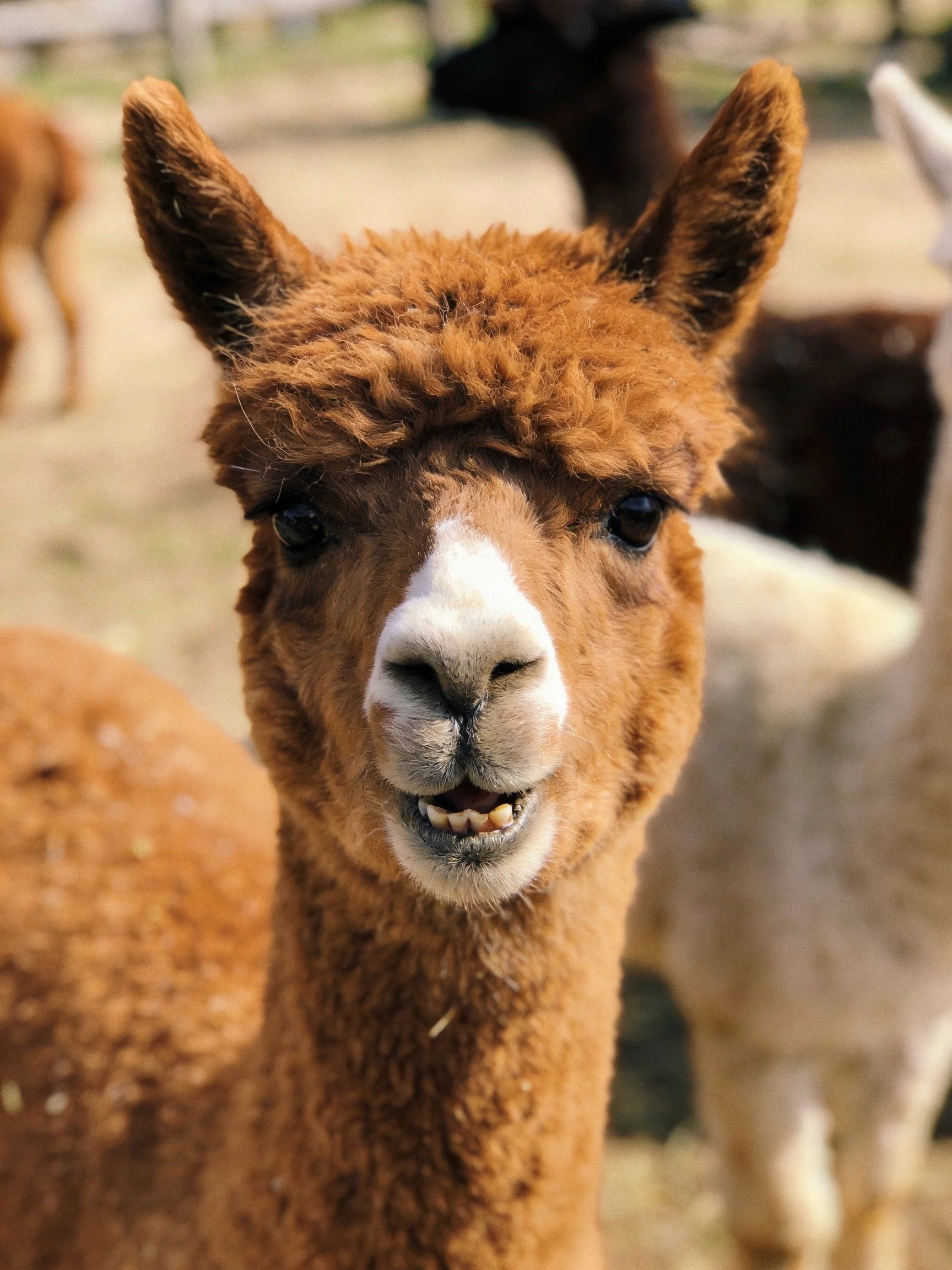 A brown alpaca with a white muzzle is surrounded by other alpacas in