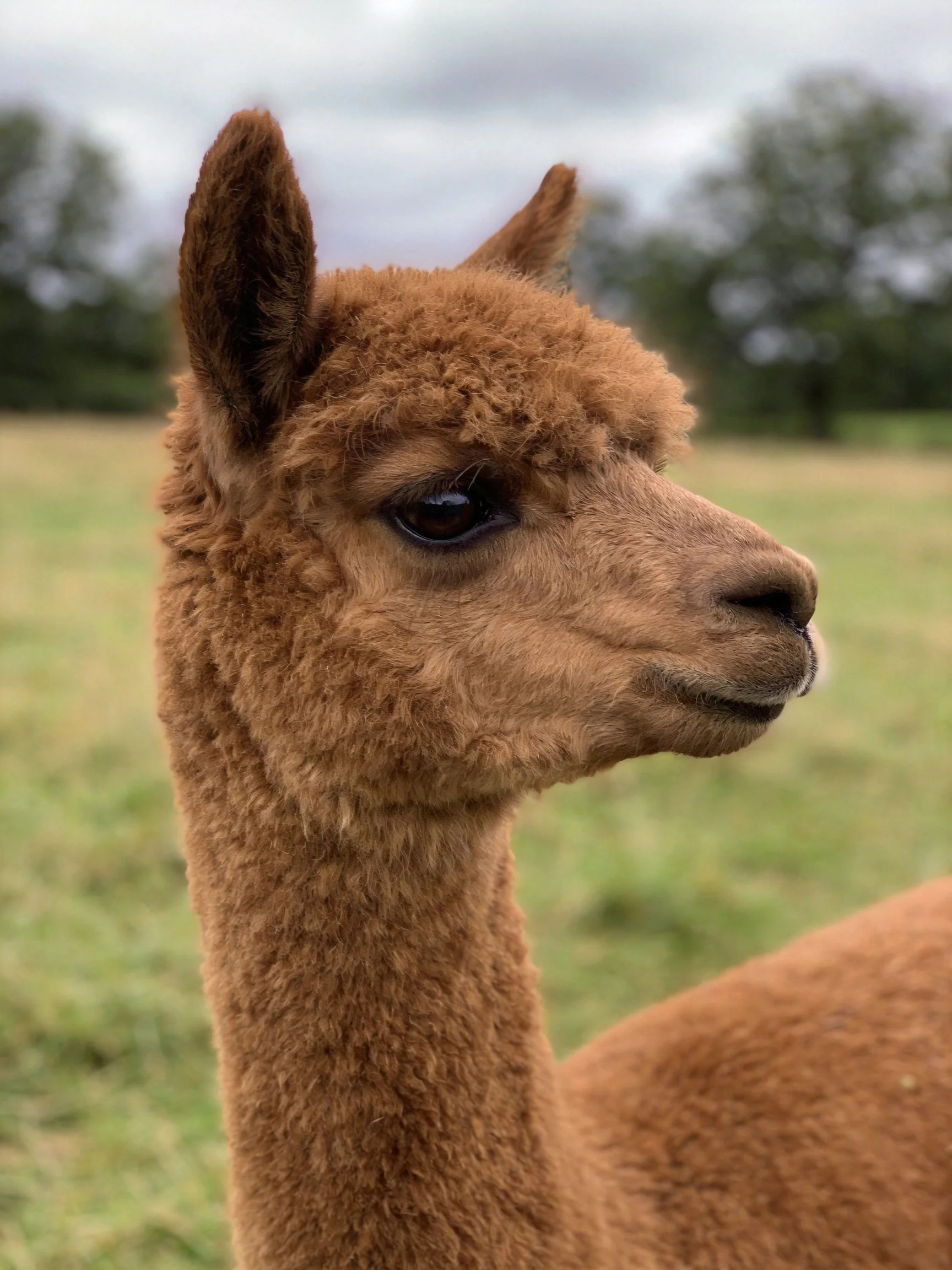 A close - up of a brown alpaca with curly fur in a grassy field