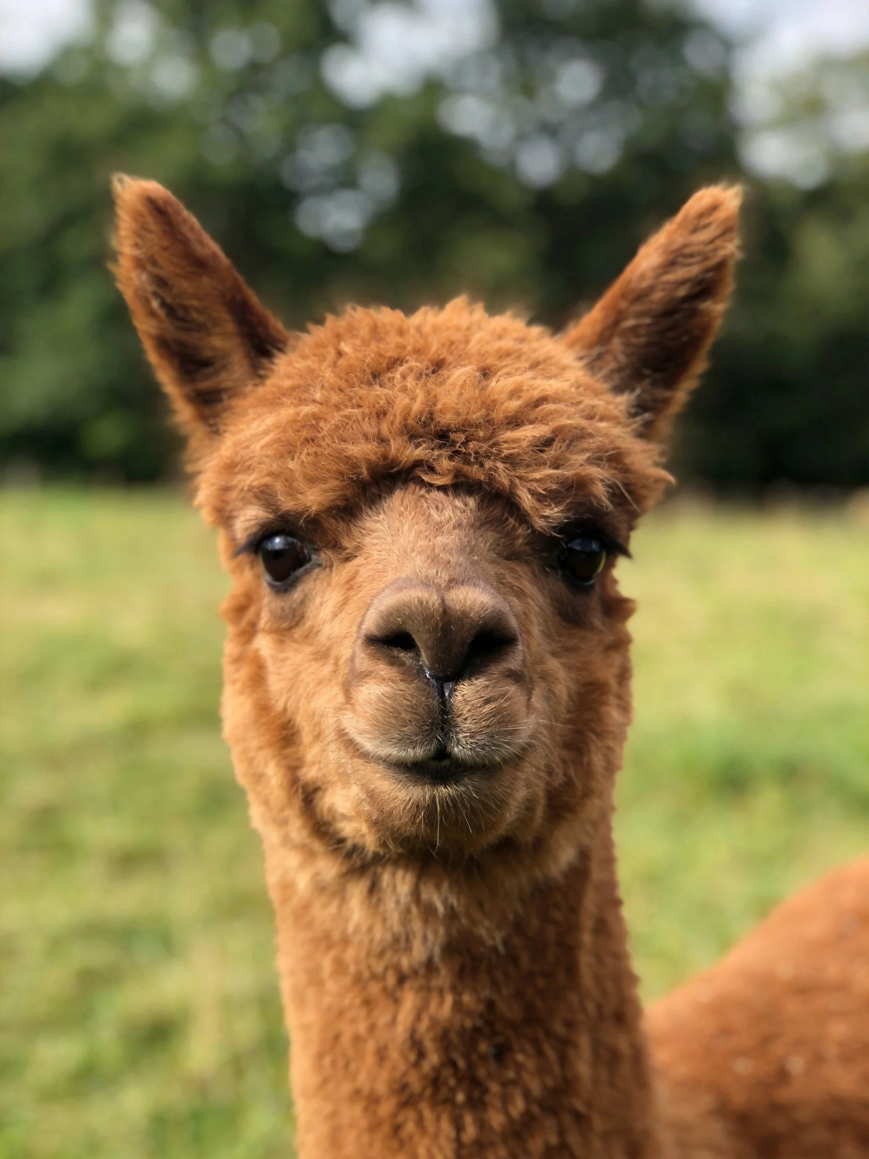 A close - up of a brown alpaca with curly fur in a green meadow