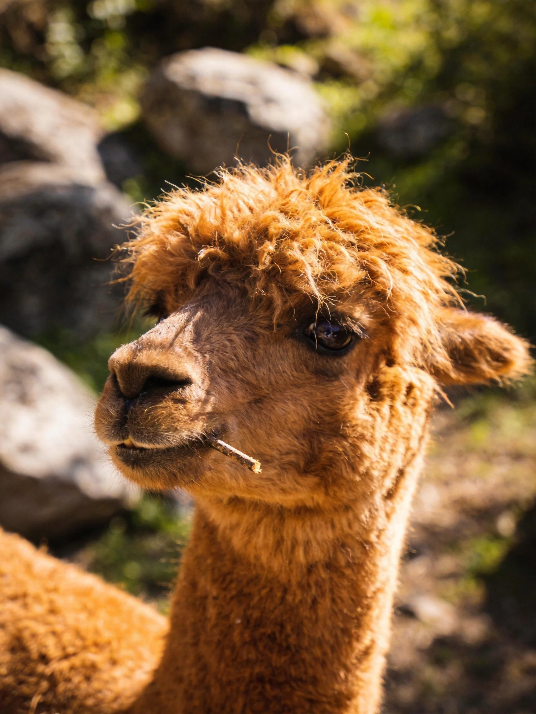 A close - up of a brown alpaca with shaggy fur near large rocks