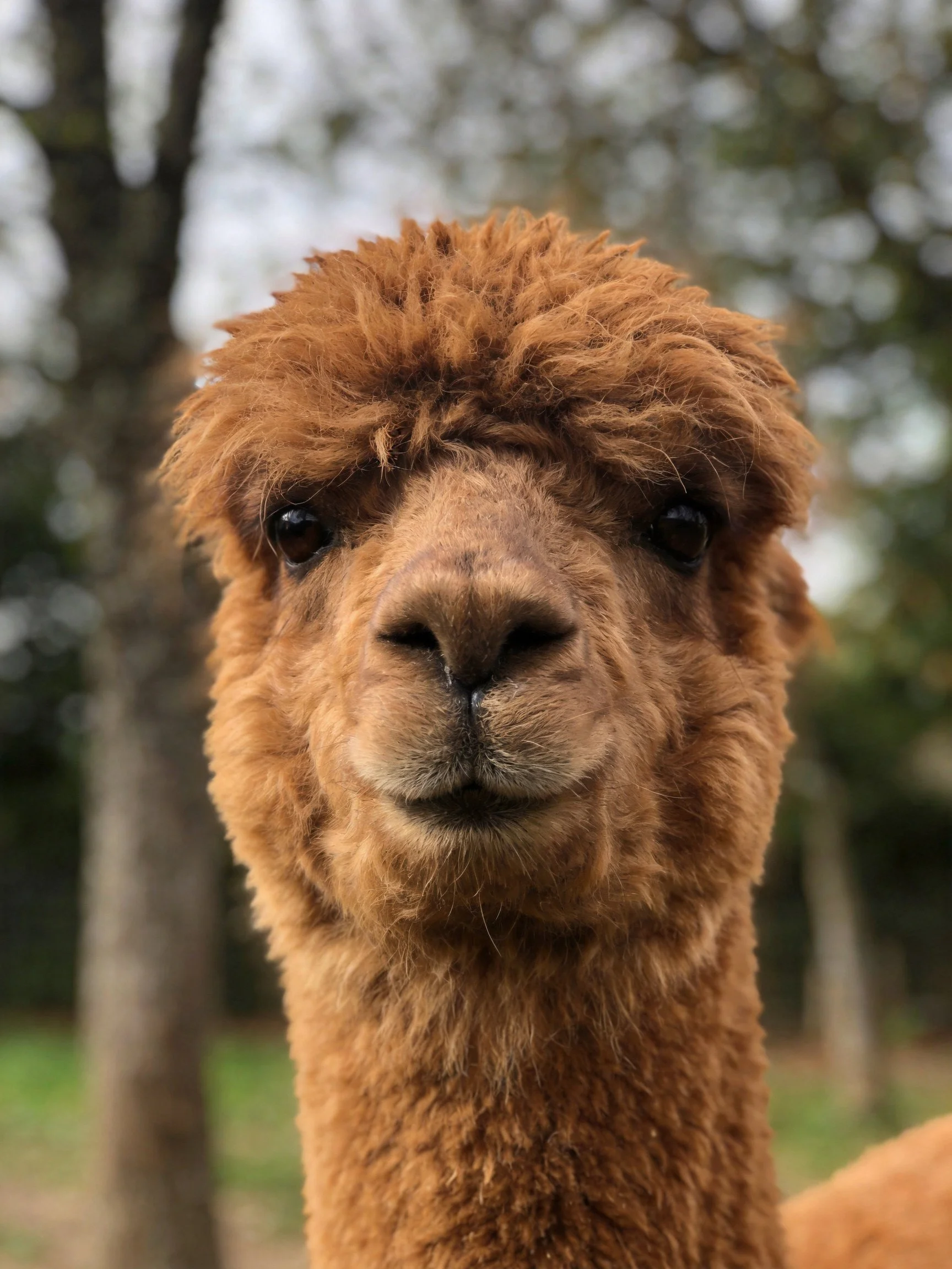 A close - up of a brown alpaca with thick, curly fur in a natural outdoor setting