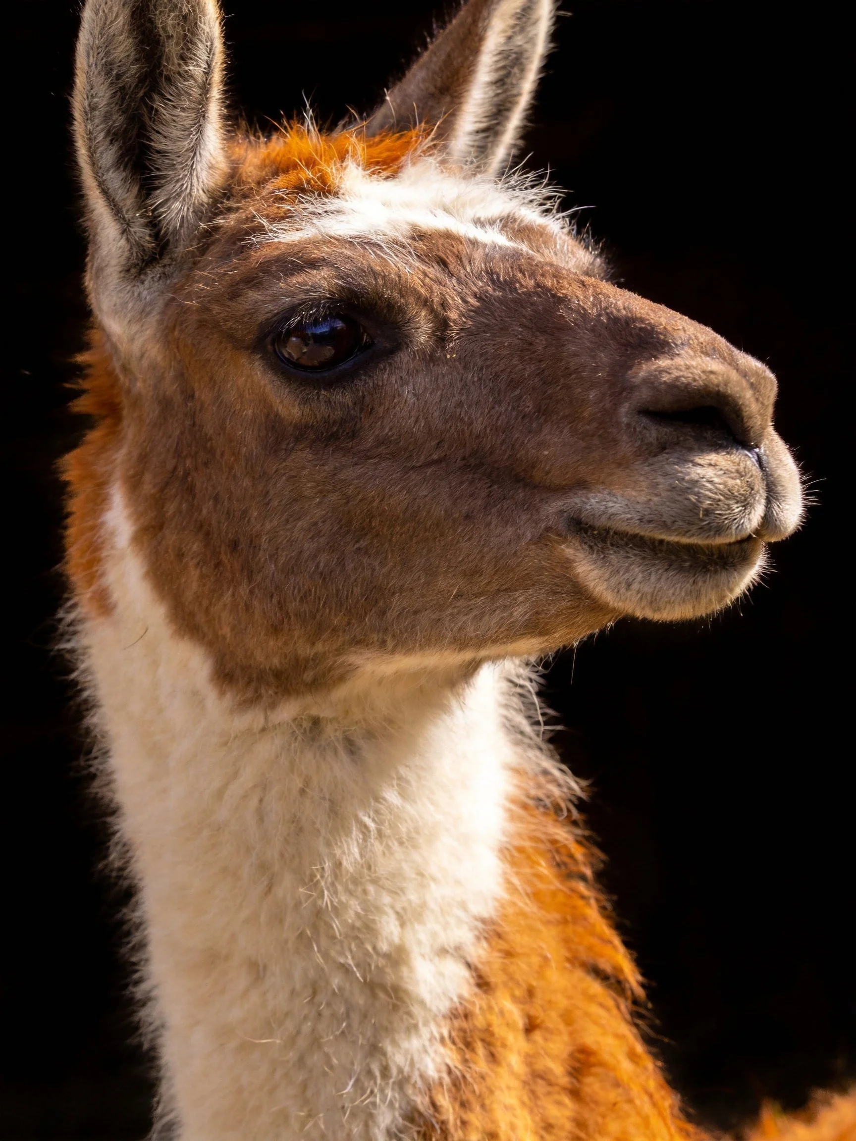 A close - up of a brown - faced llama with white and orange fur