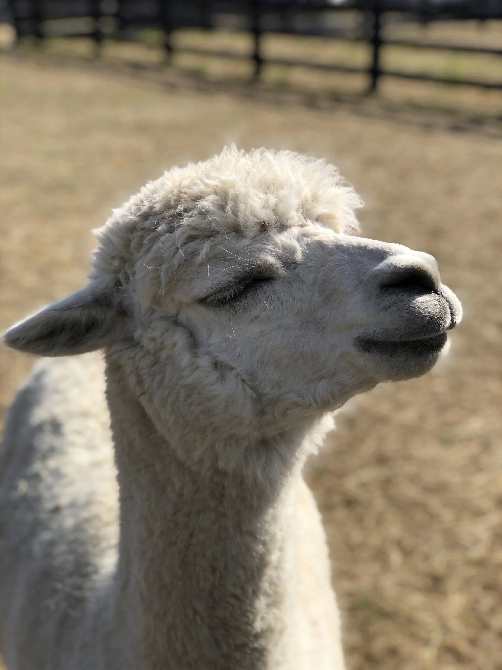 A close - up of a content white alpaca with closed eyes outdoors
