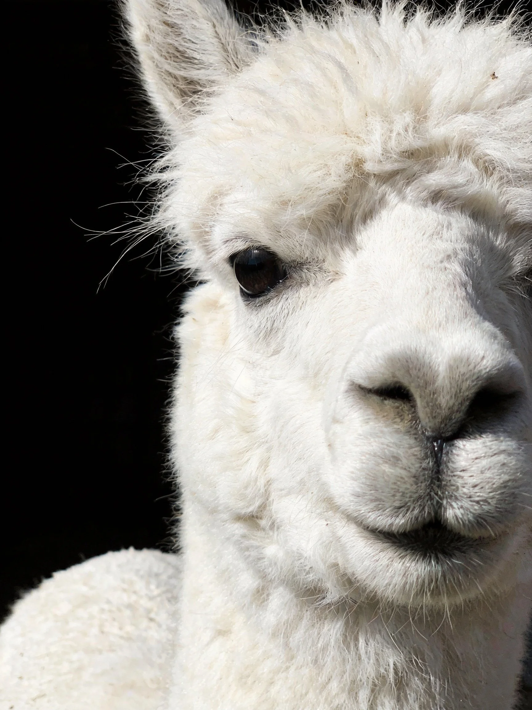 A close - up of a fluffy white alpaca against a solid black background