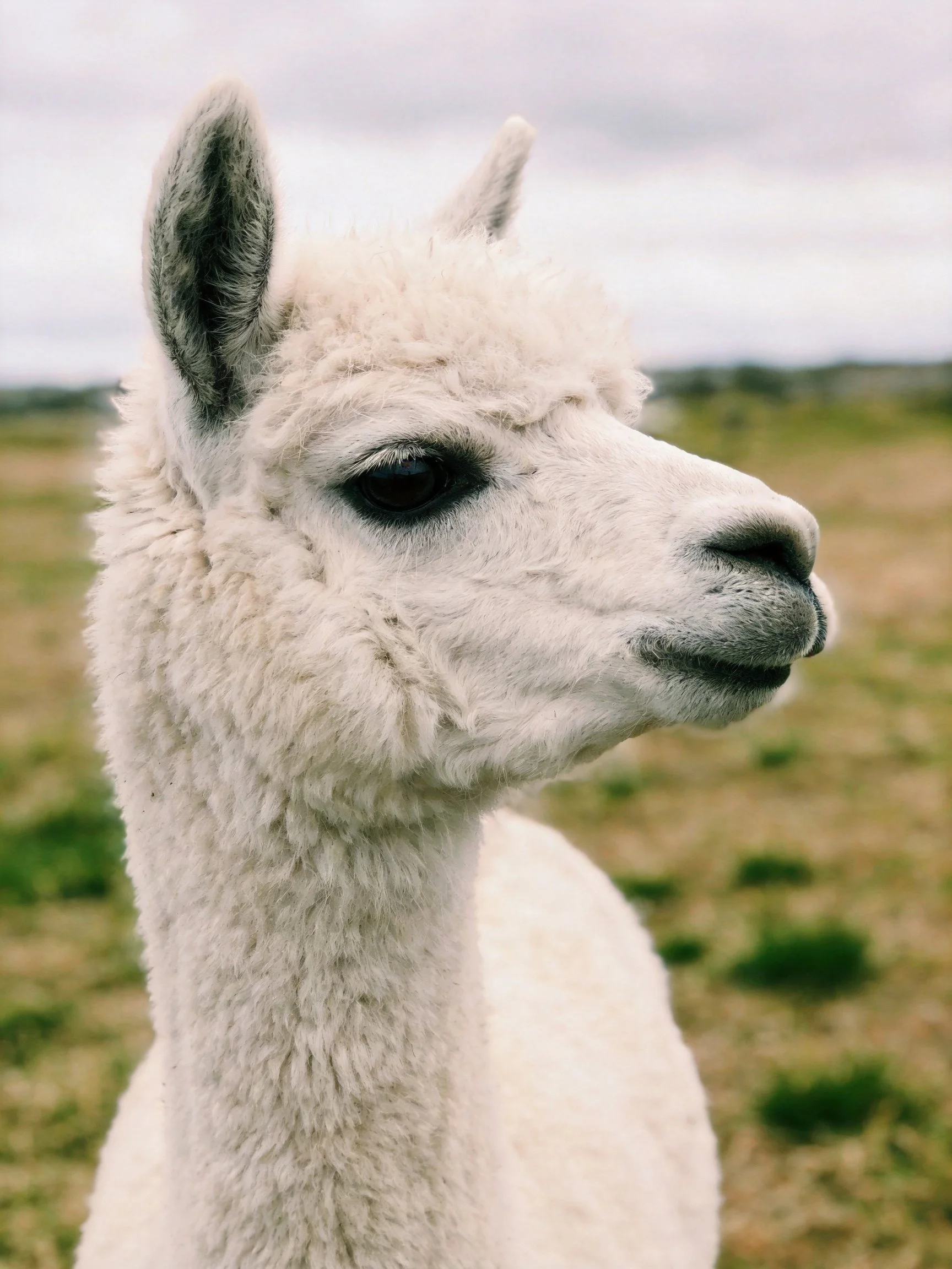 A close - up of a fluffy white alpaca in an open field