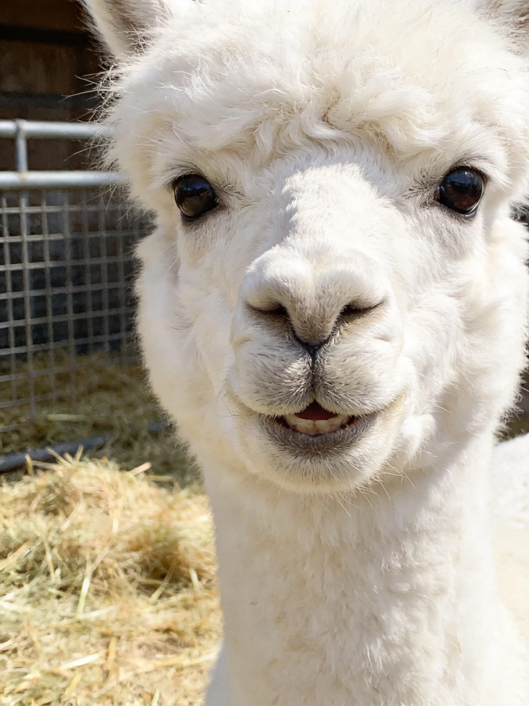 A close - up of a fluffy white alpaca near hay and a metal fence
