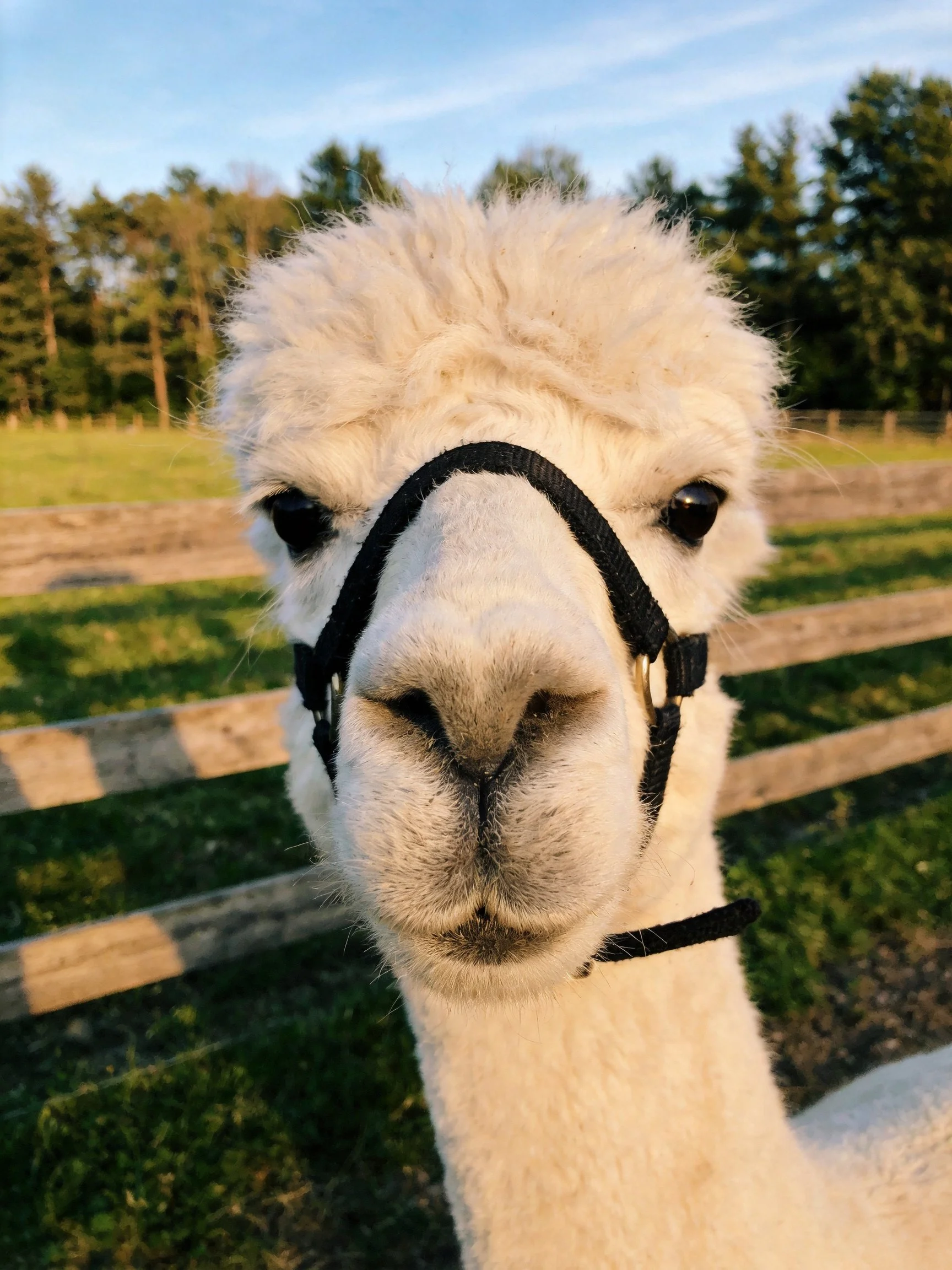 A close - up of a fluffy white alpaca wearing a black halter outdoors