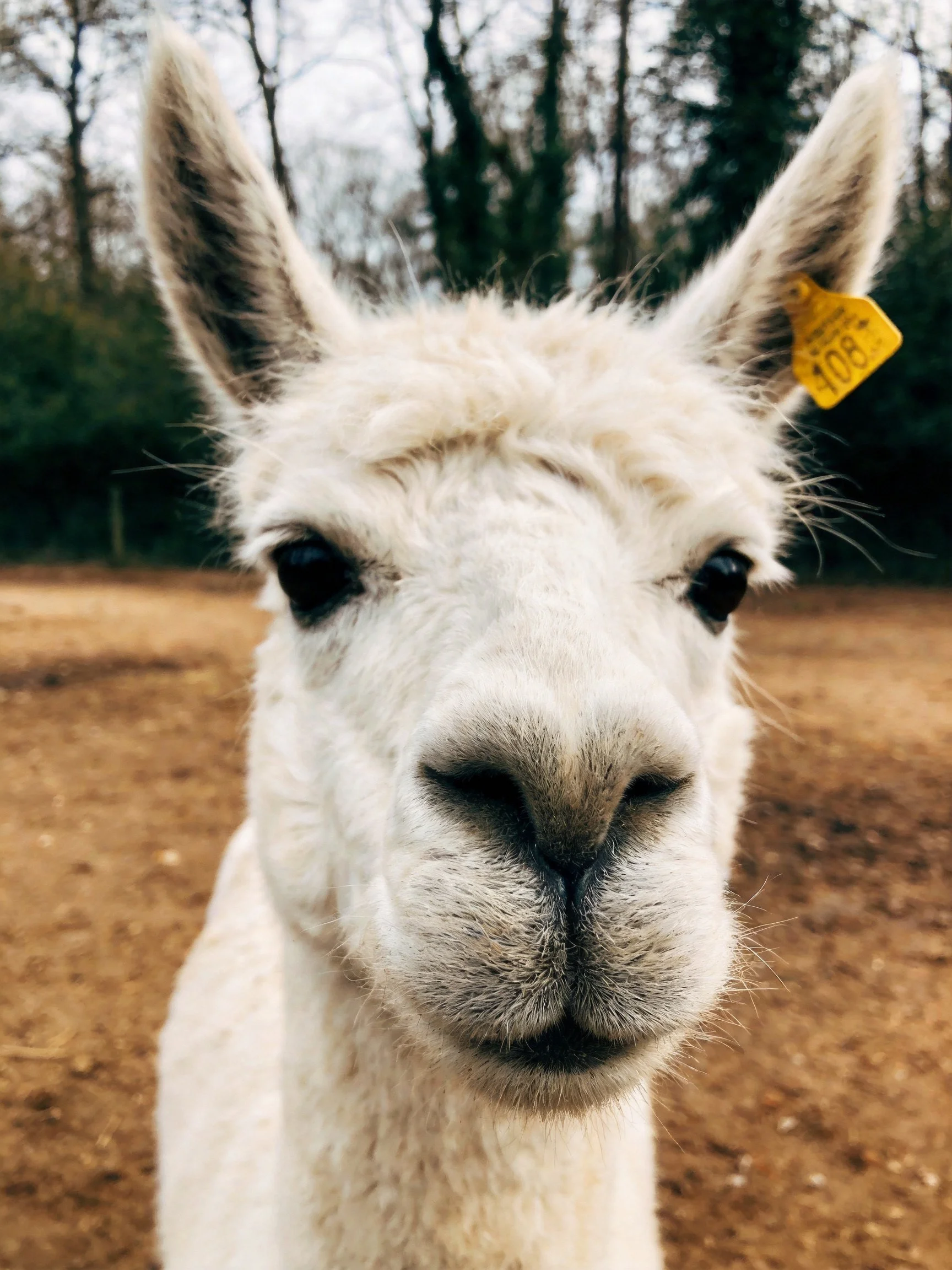 A close - up of a fluffy white alpaca with a yellow ear tag in an outdoor setting