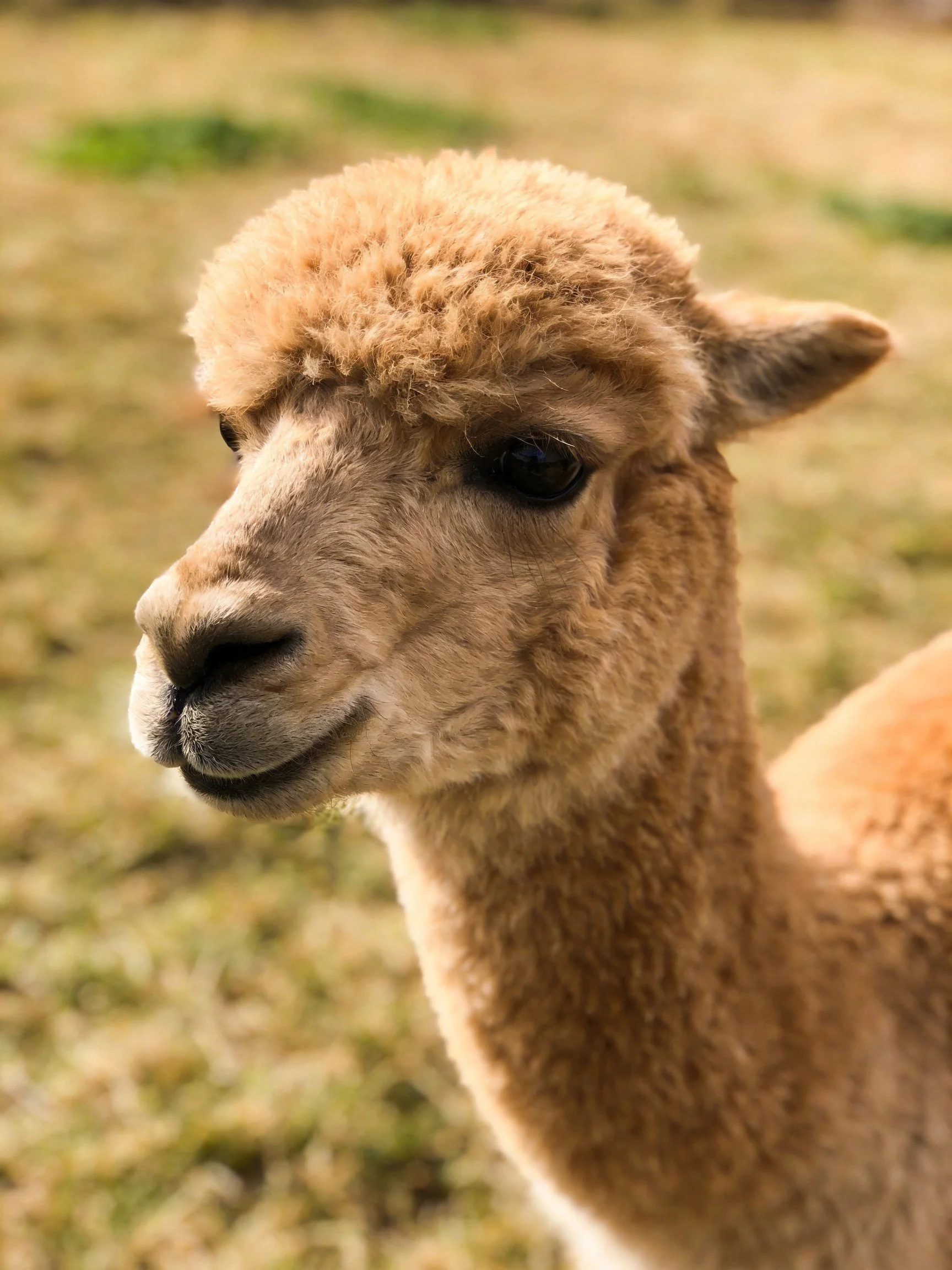 A close - up of a light brown alpaca in a grassy field