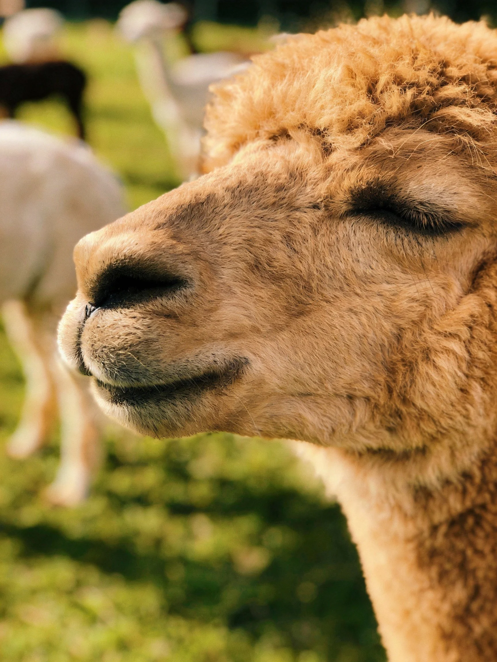 A close - up of a light brown alpaca in a sunny green field