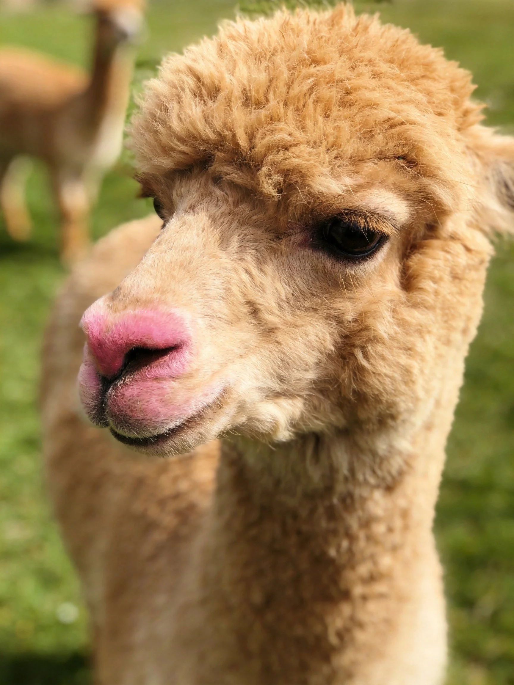 A close - up of a light brown alpaca with a pink nose in a green field