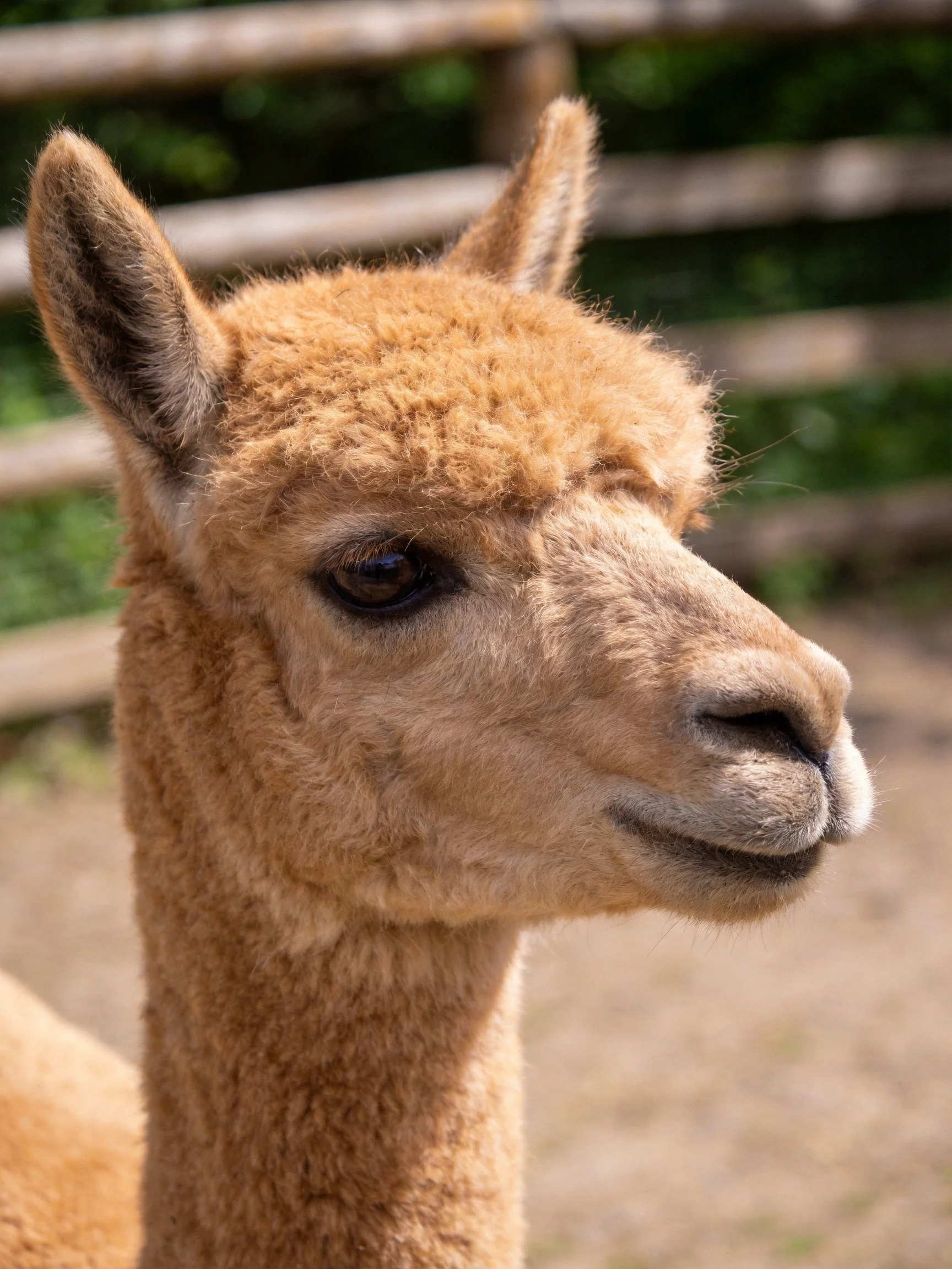 A close - up of a light brown alpaca with a wooden fence backdrop