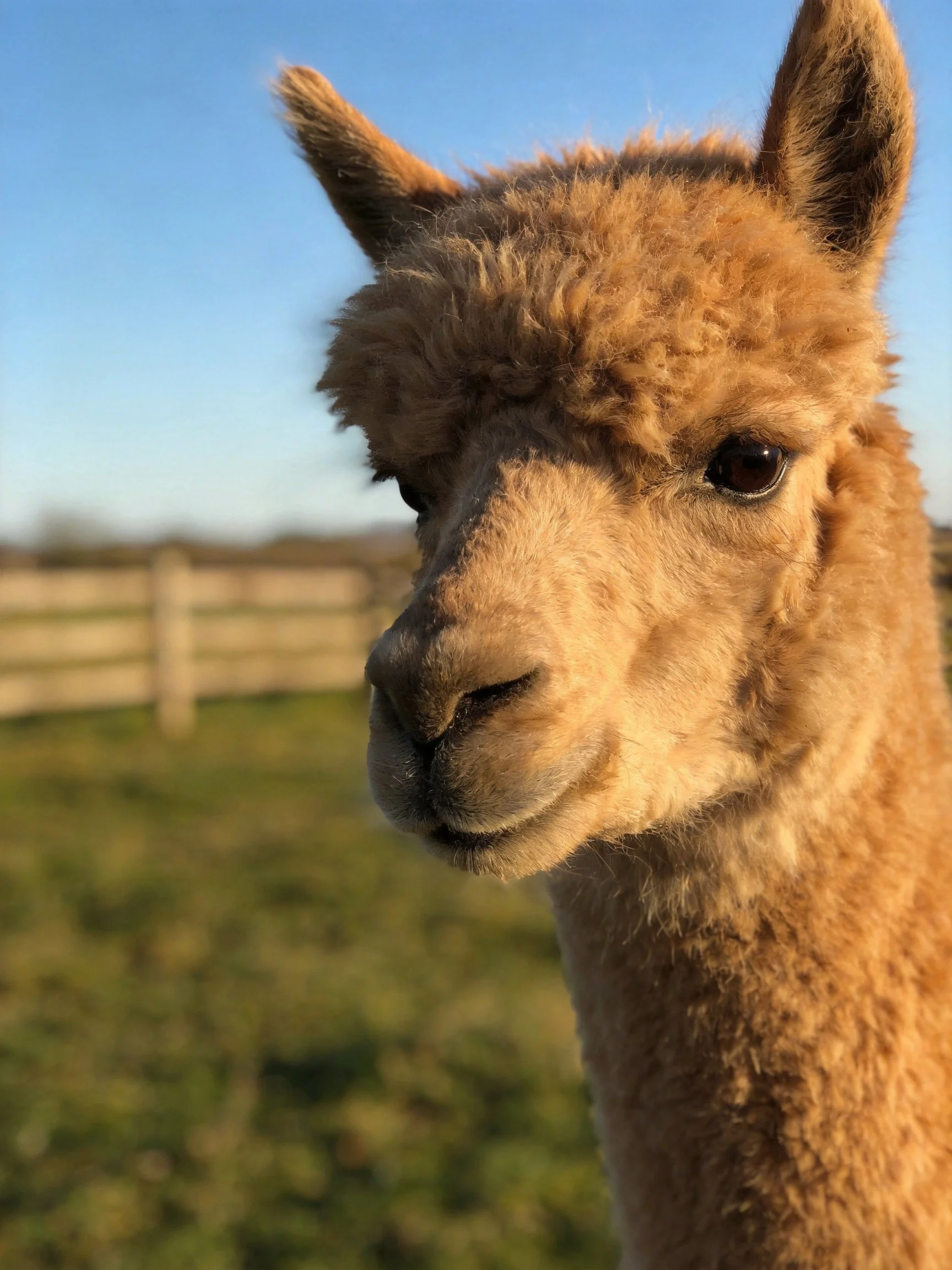A close - up of a light brown alpaca with curly fur in a sunny pasture