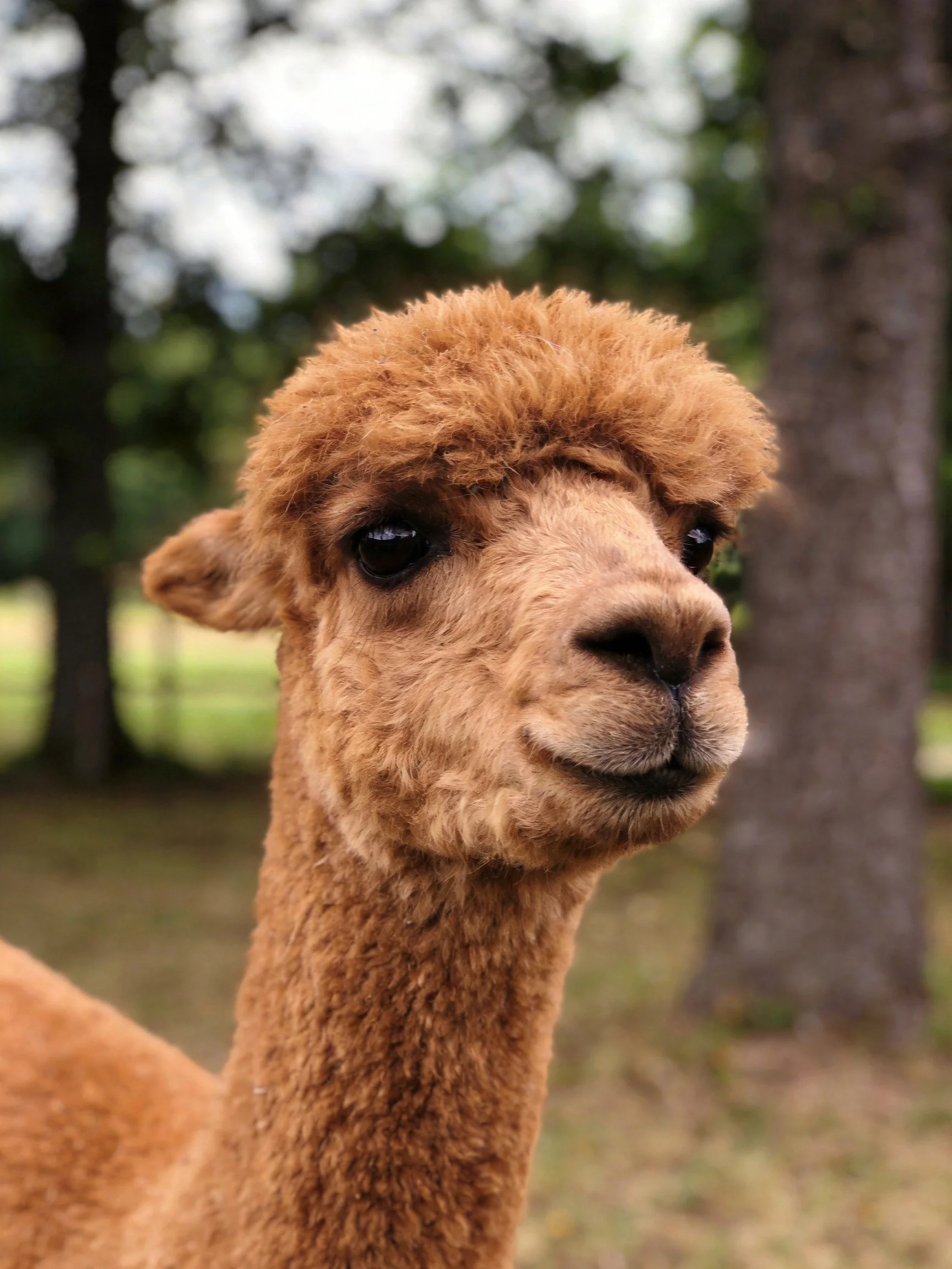 A close - up of a light brown alpaca with curly fur near trees