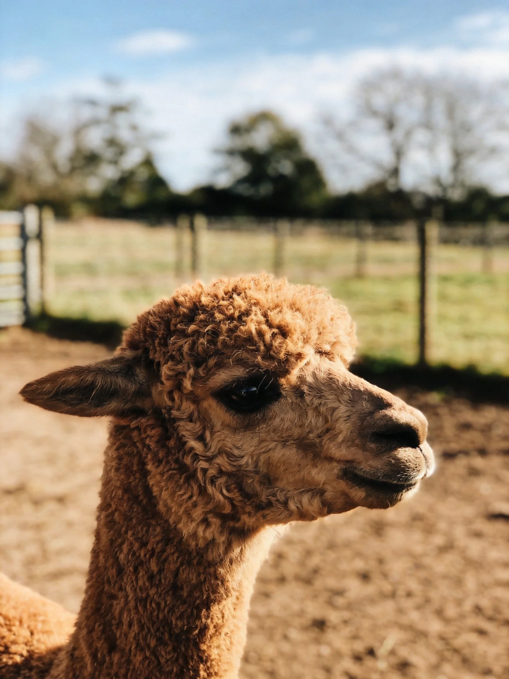 A close - up of a light brown alpaca with curly wool near a fenced pasture