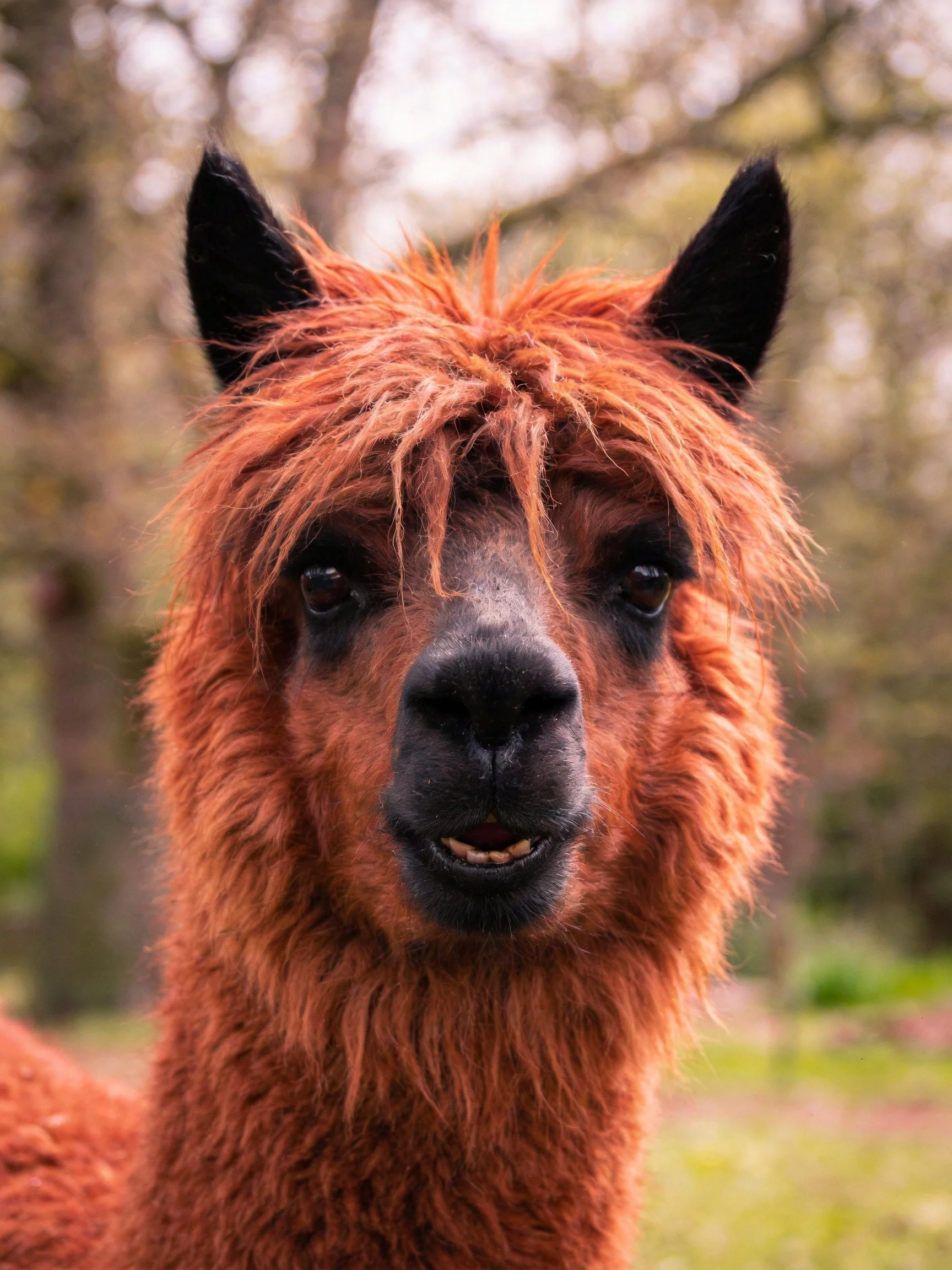A close-up of a reddish-brown alpaca with shaggy fur and black ears