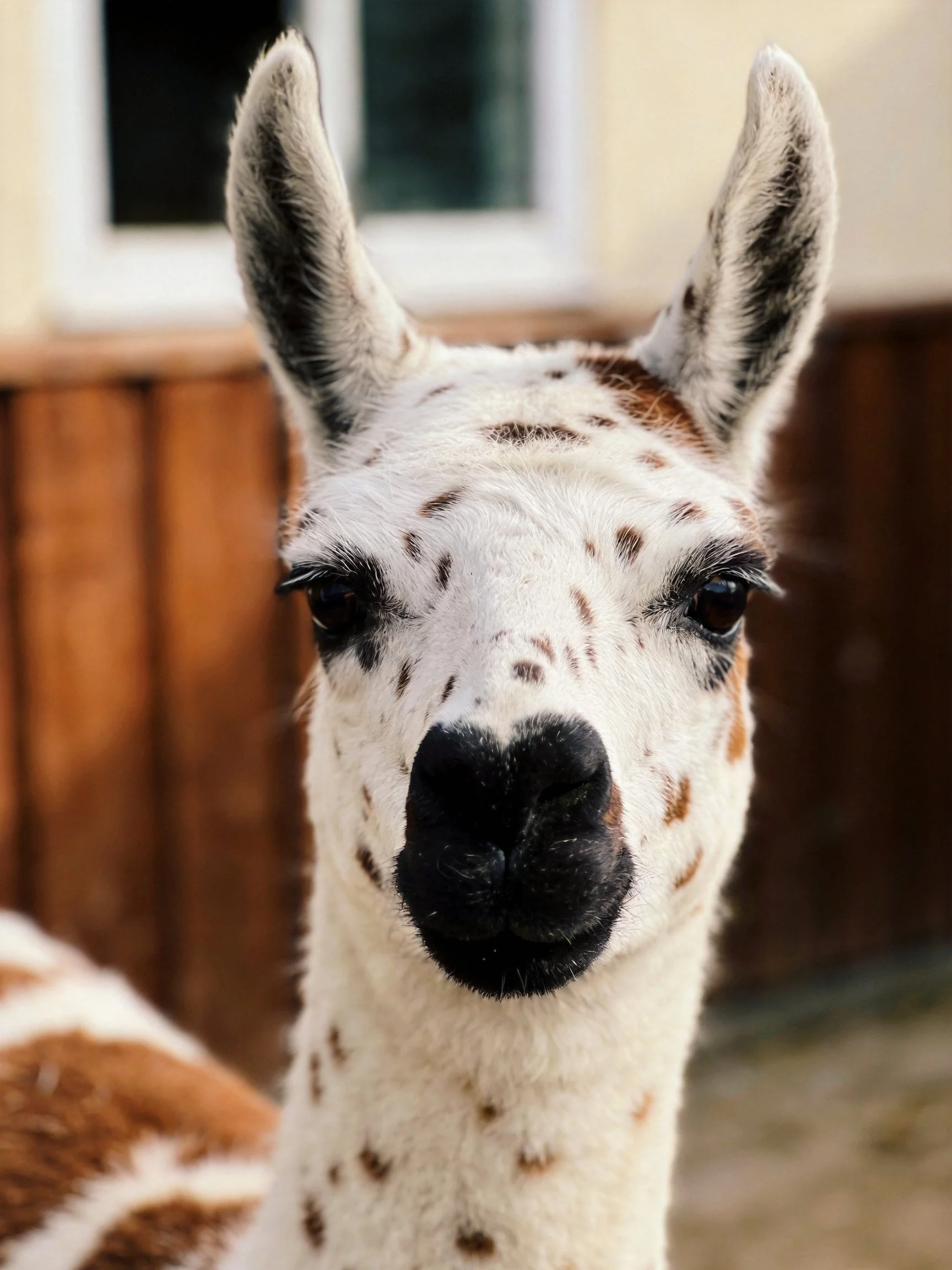A close - up of a spotted white and brown llama near a wooden fence