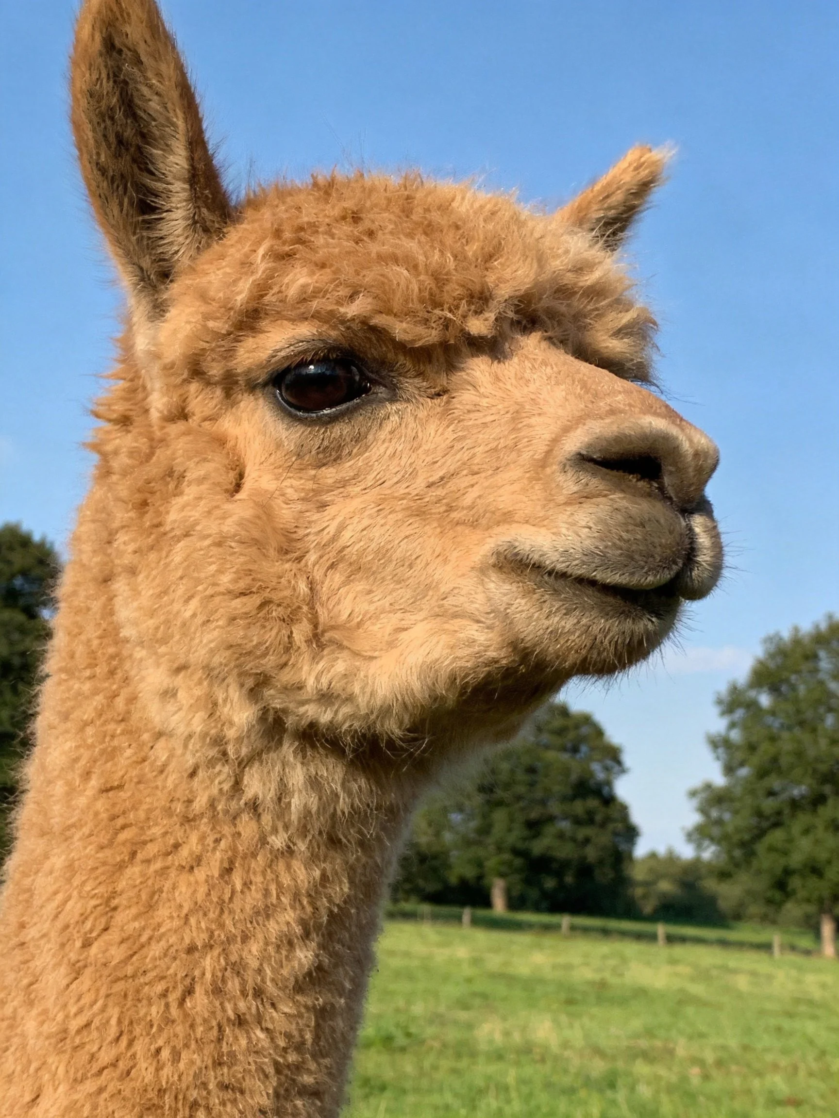 A tan alpaca stands in a sunlit pasture with trees and a clear blue sky.