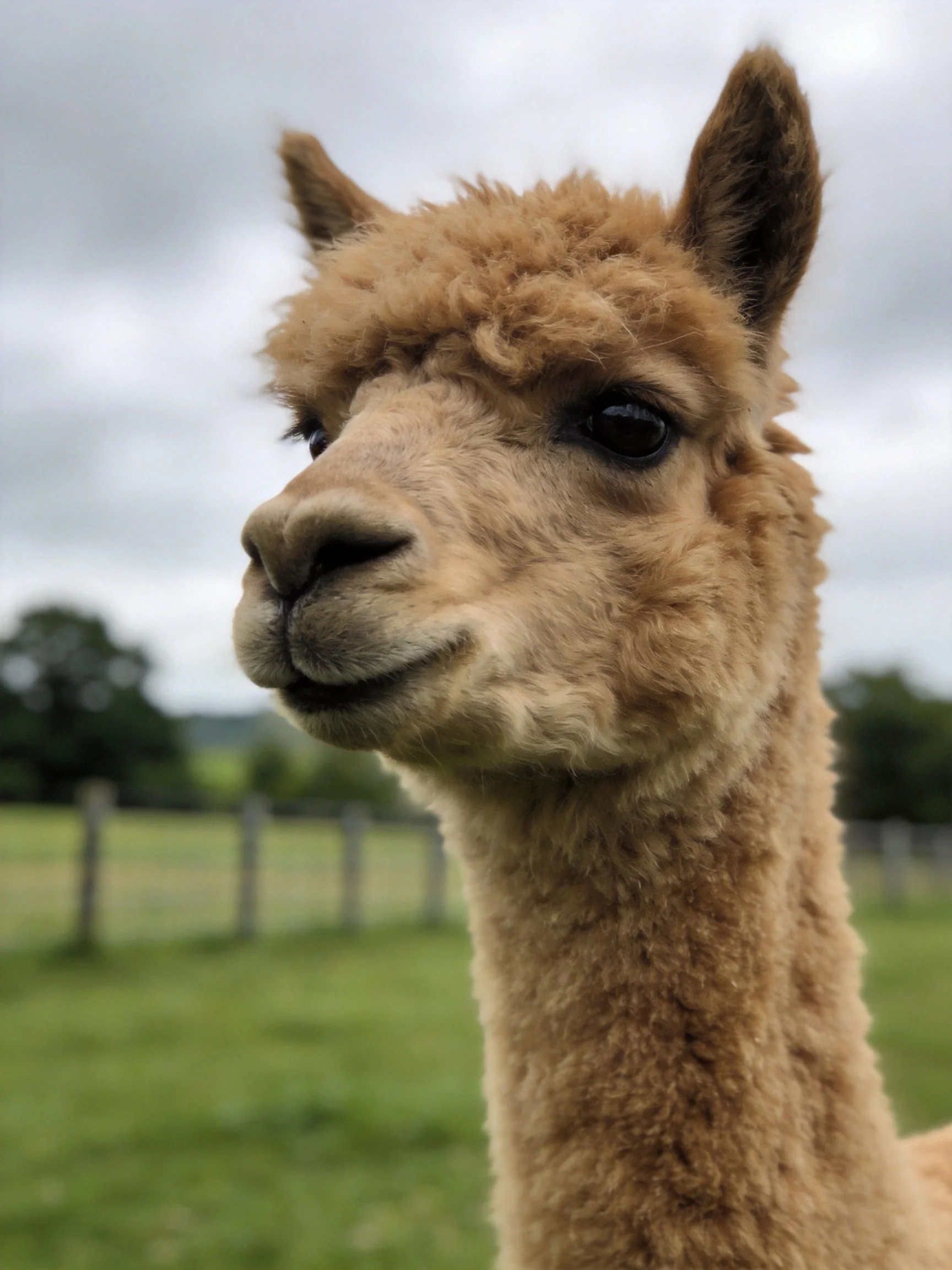 A close - up of a tan alpaca with curly fur in a green field