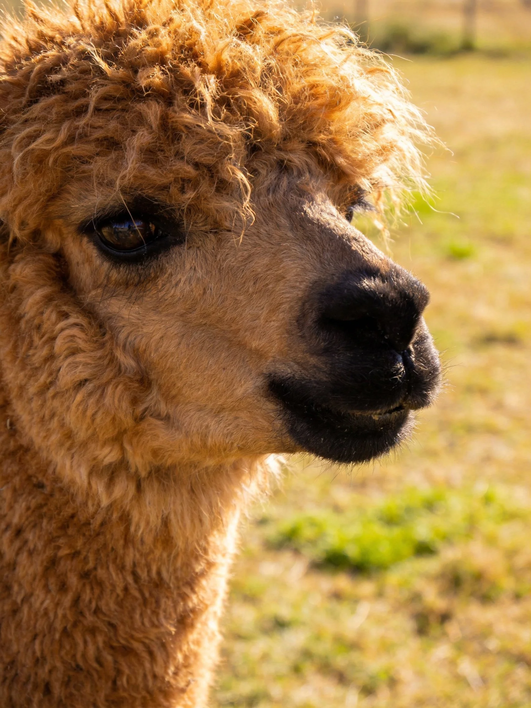 A close-up of a tan alpaca with curly golden-brown fur in a sunny field