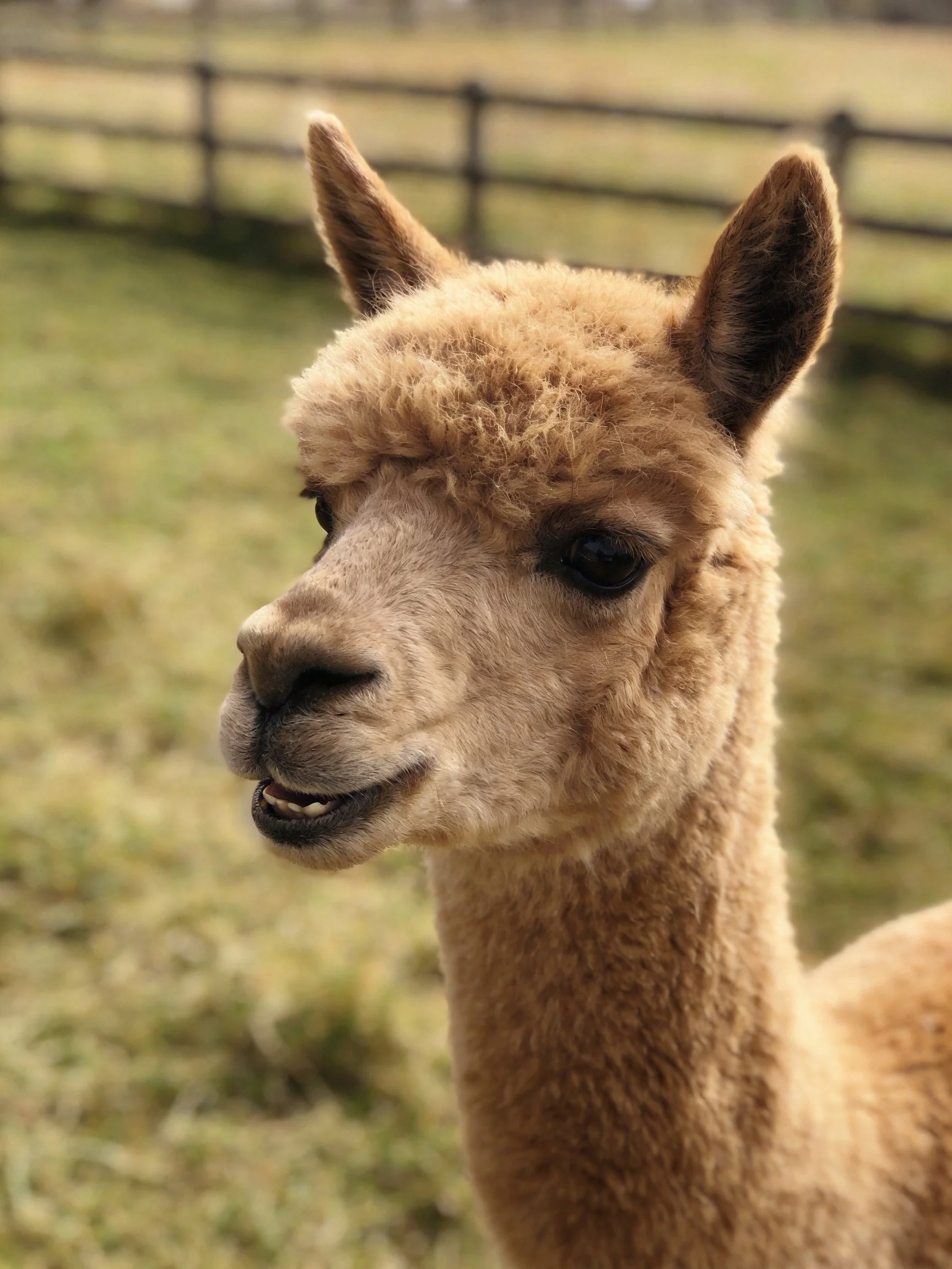 A close - up of a tan alpaca with soft, curly fur in a fenced pasture