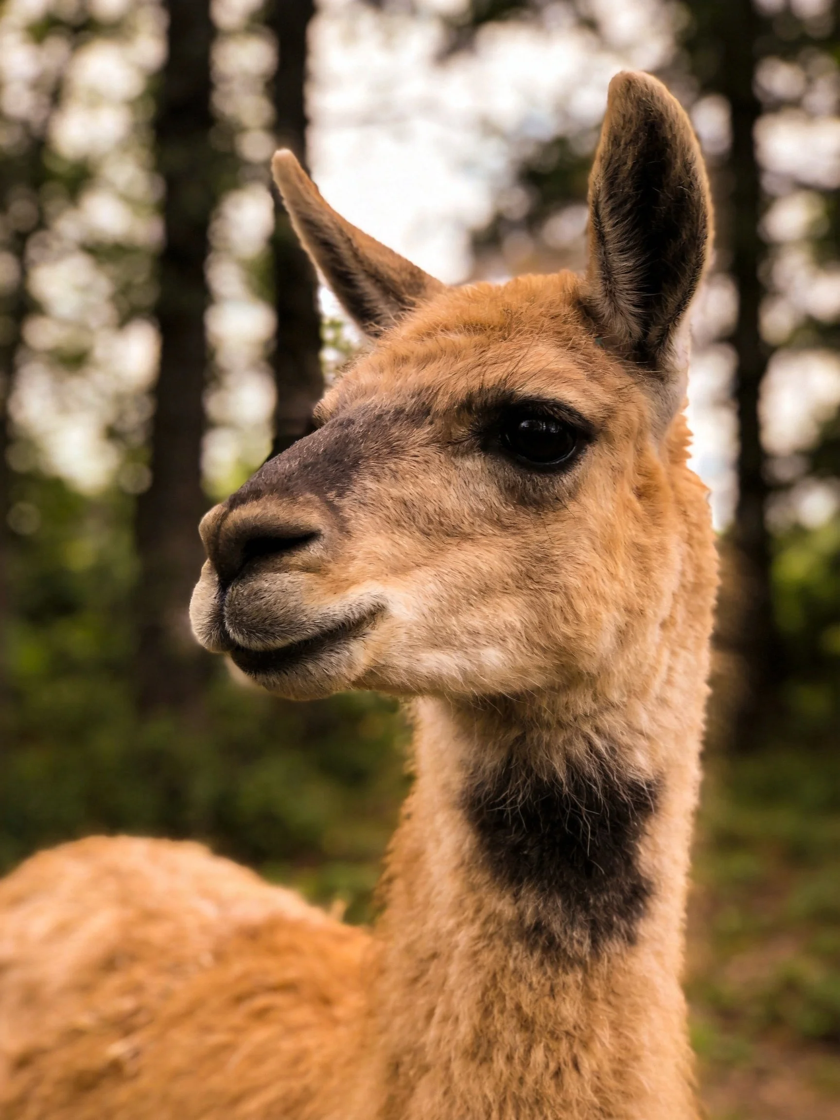 A close - up of a tan - furred guanaco with darkneck markings near trees