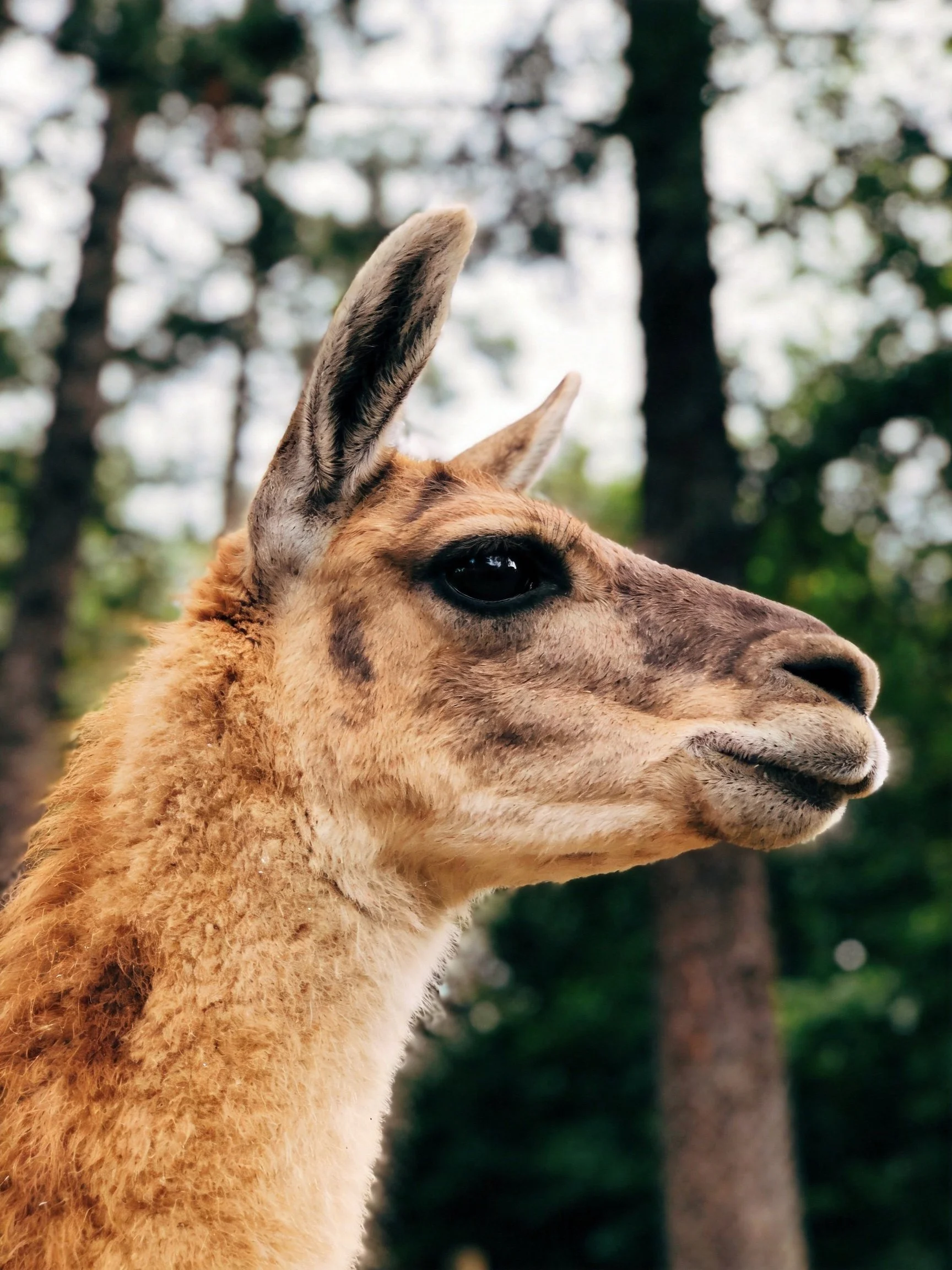 A close - up of a tan guanaco with forested surroundings