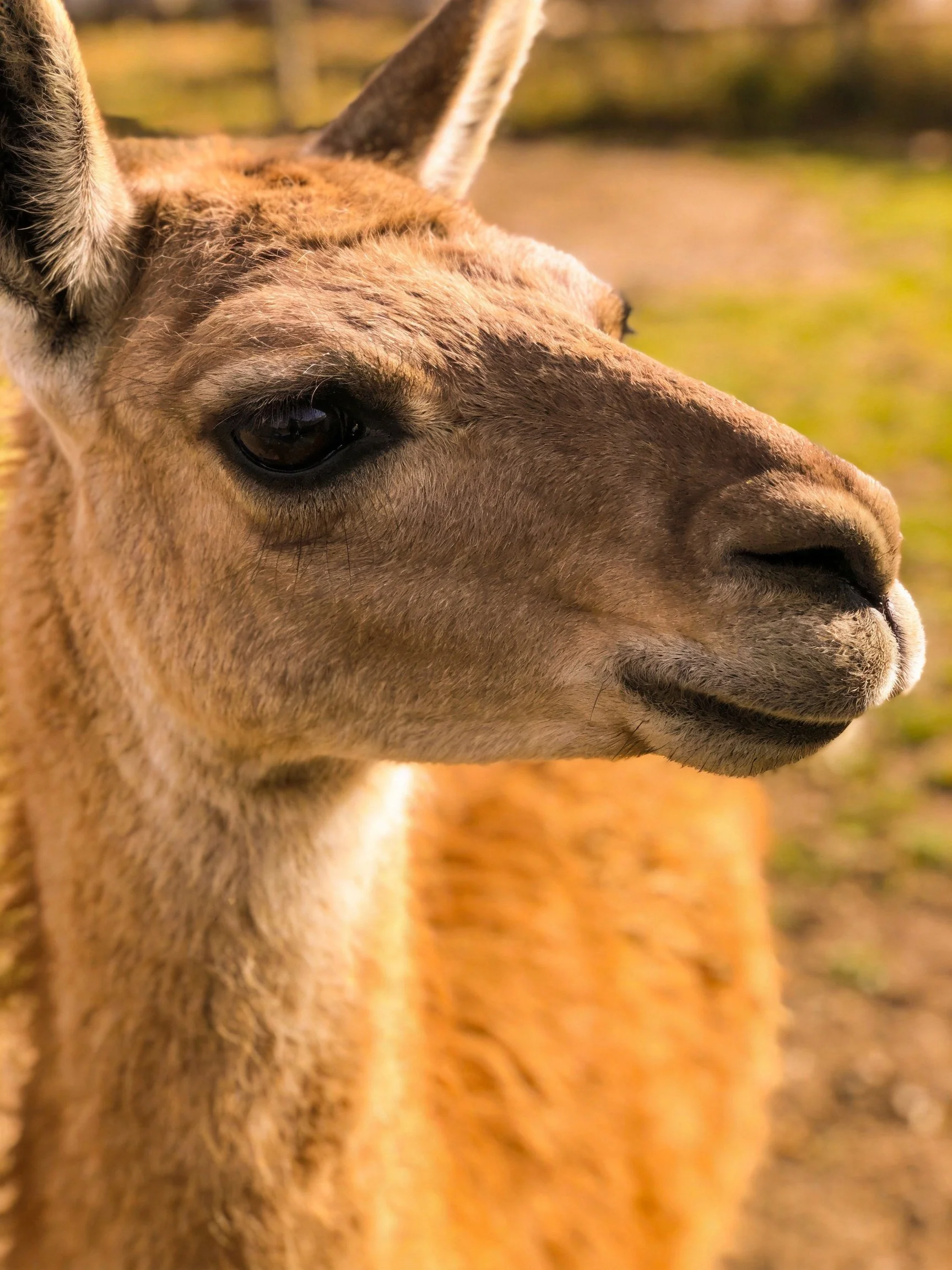 A close - up of a tan guanaco with soft, textured fur