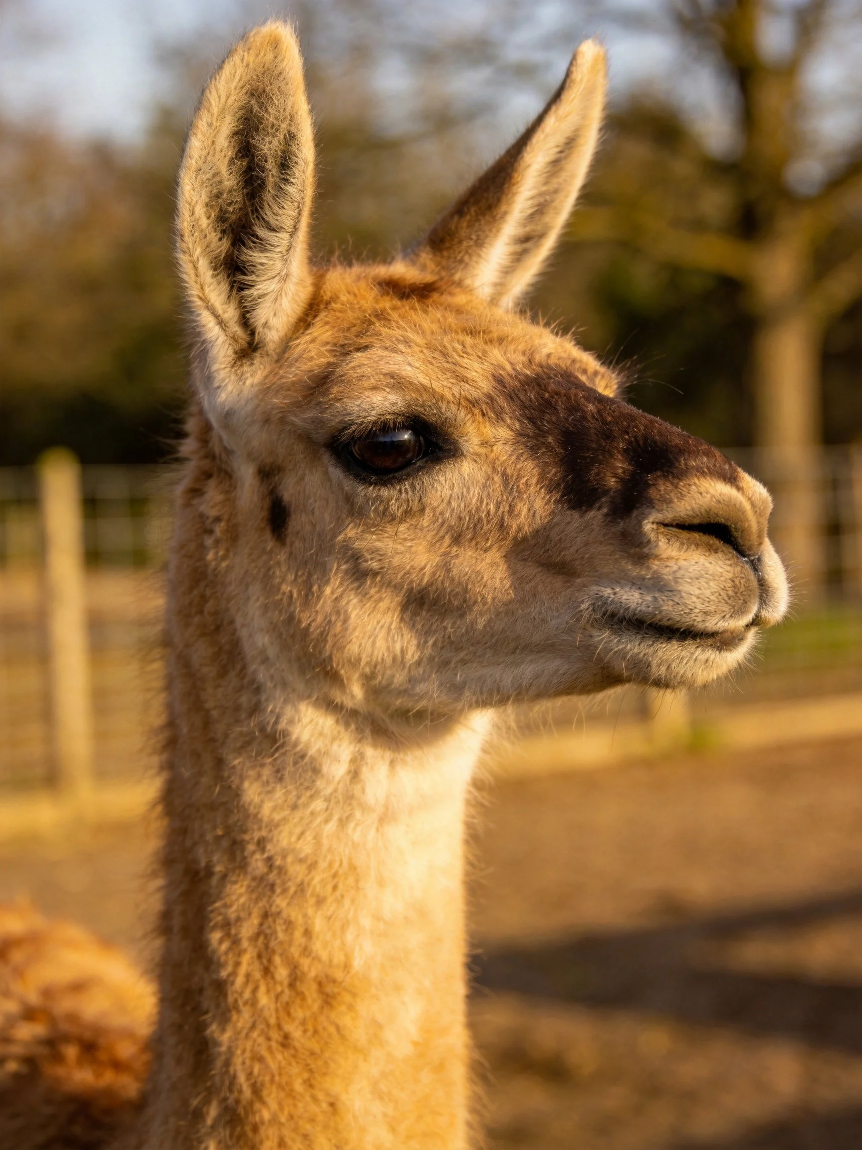 A close - up of a tan guanaco with upright ears in an open field