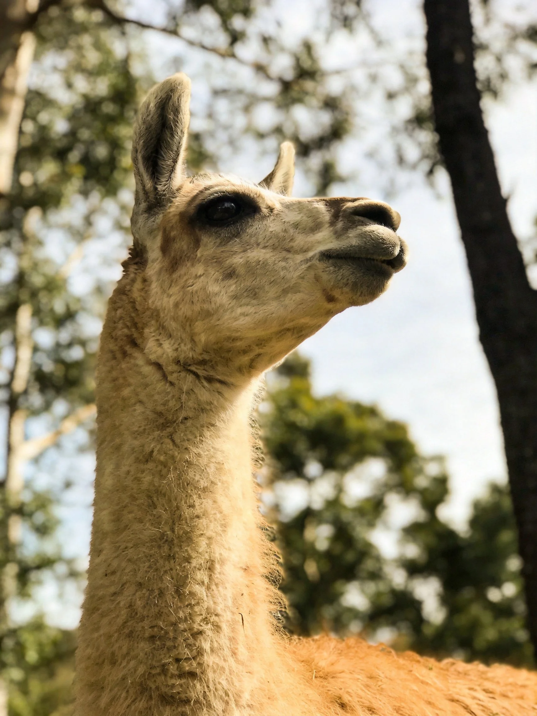 A close - up of a tan llama with blurred green trees in the background