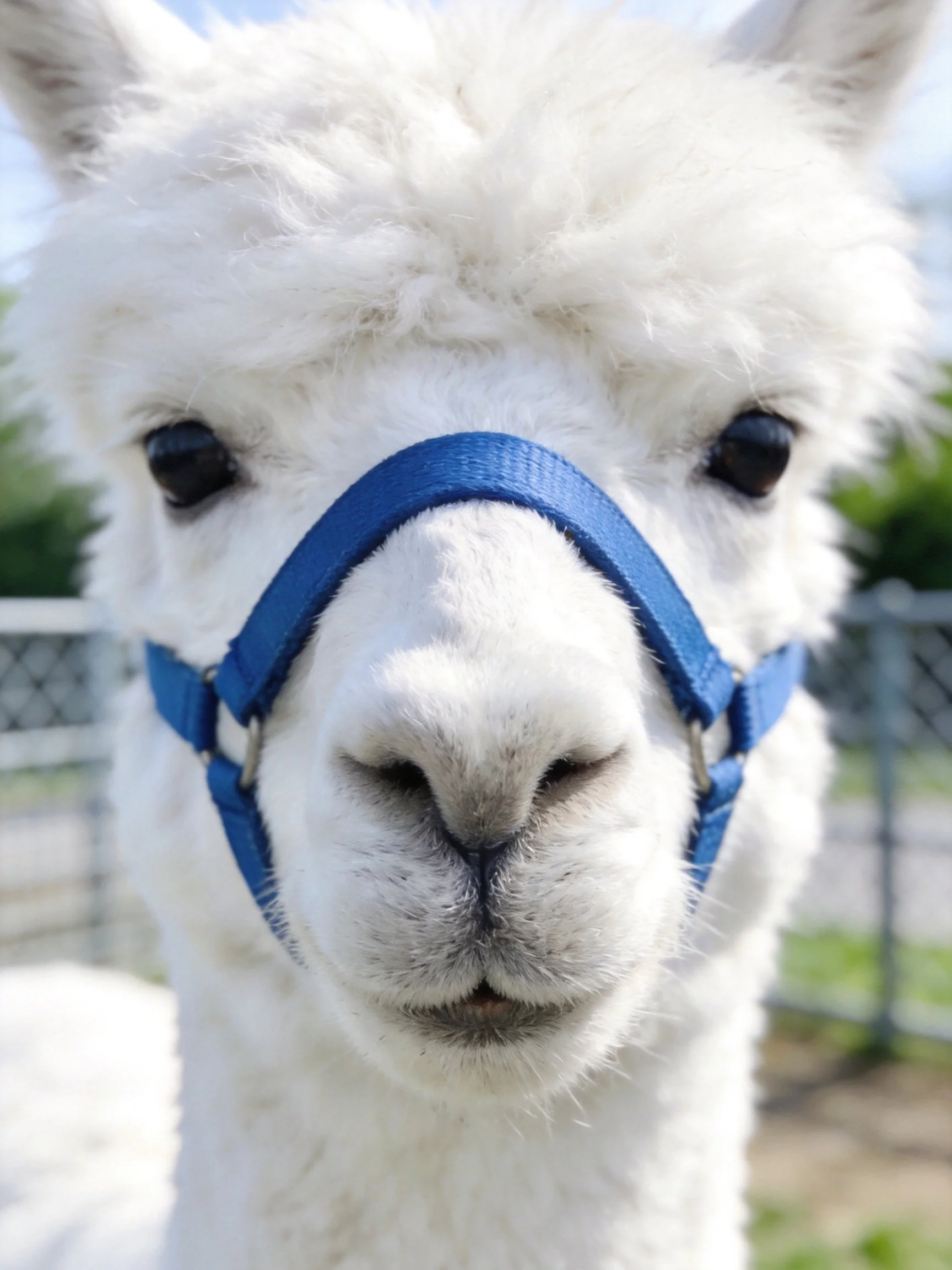 A white alpaca with a blue halter is photographed up close.