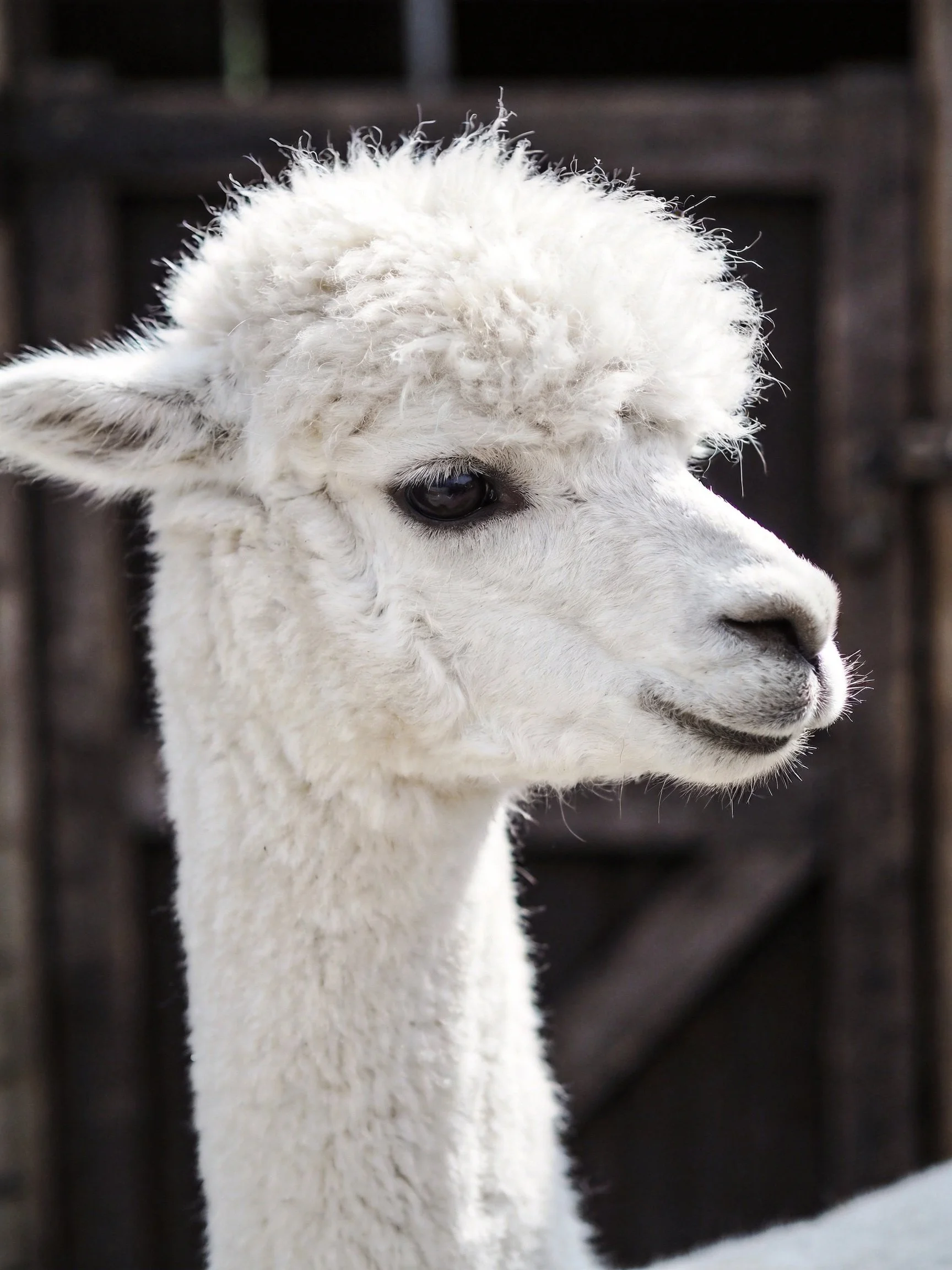 A close - up of a white alpaca with curly wool near a dark wooden structure