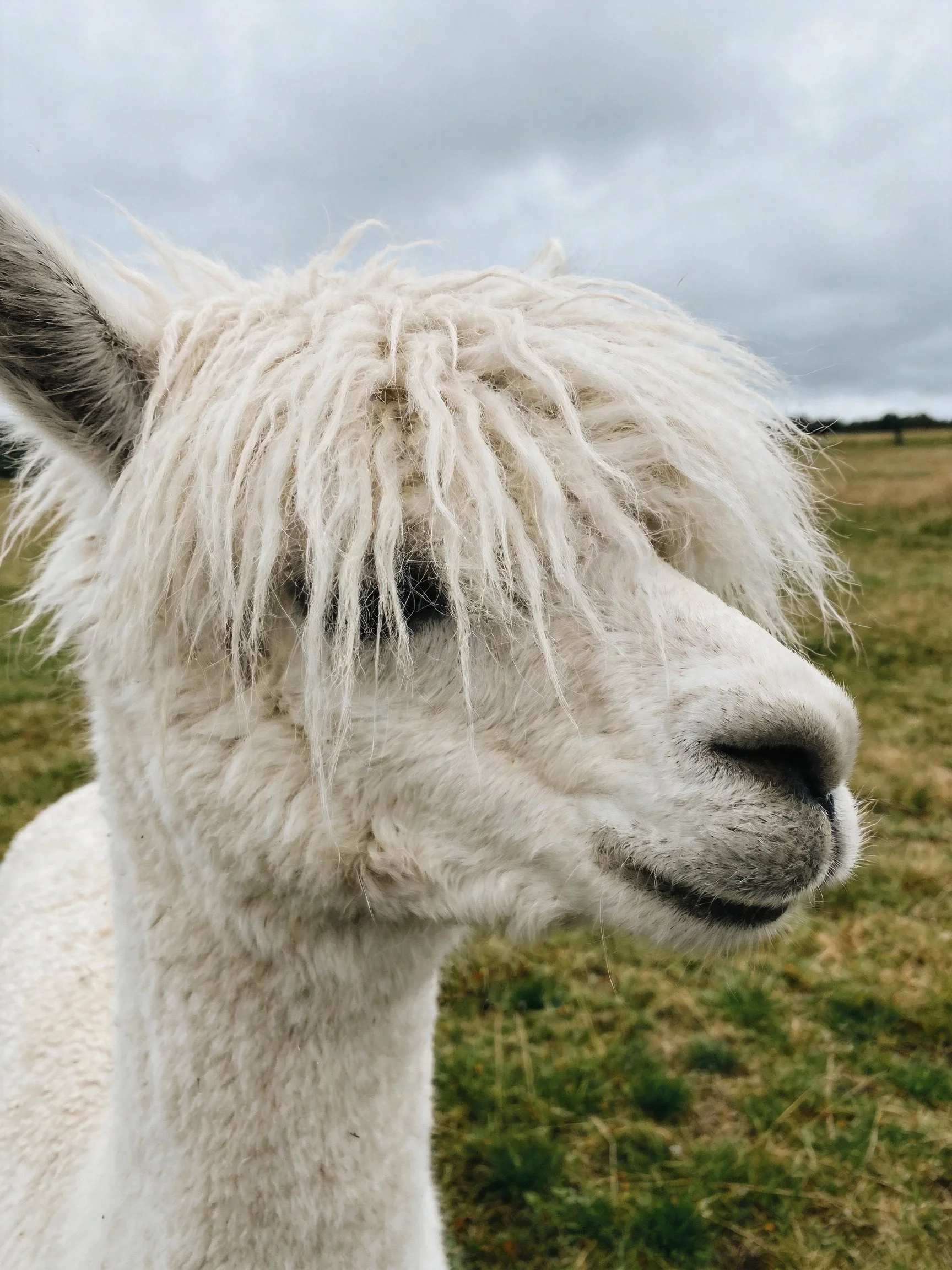 A close - up of a white alpaca with shaggy facial hair in an open field