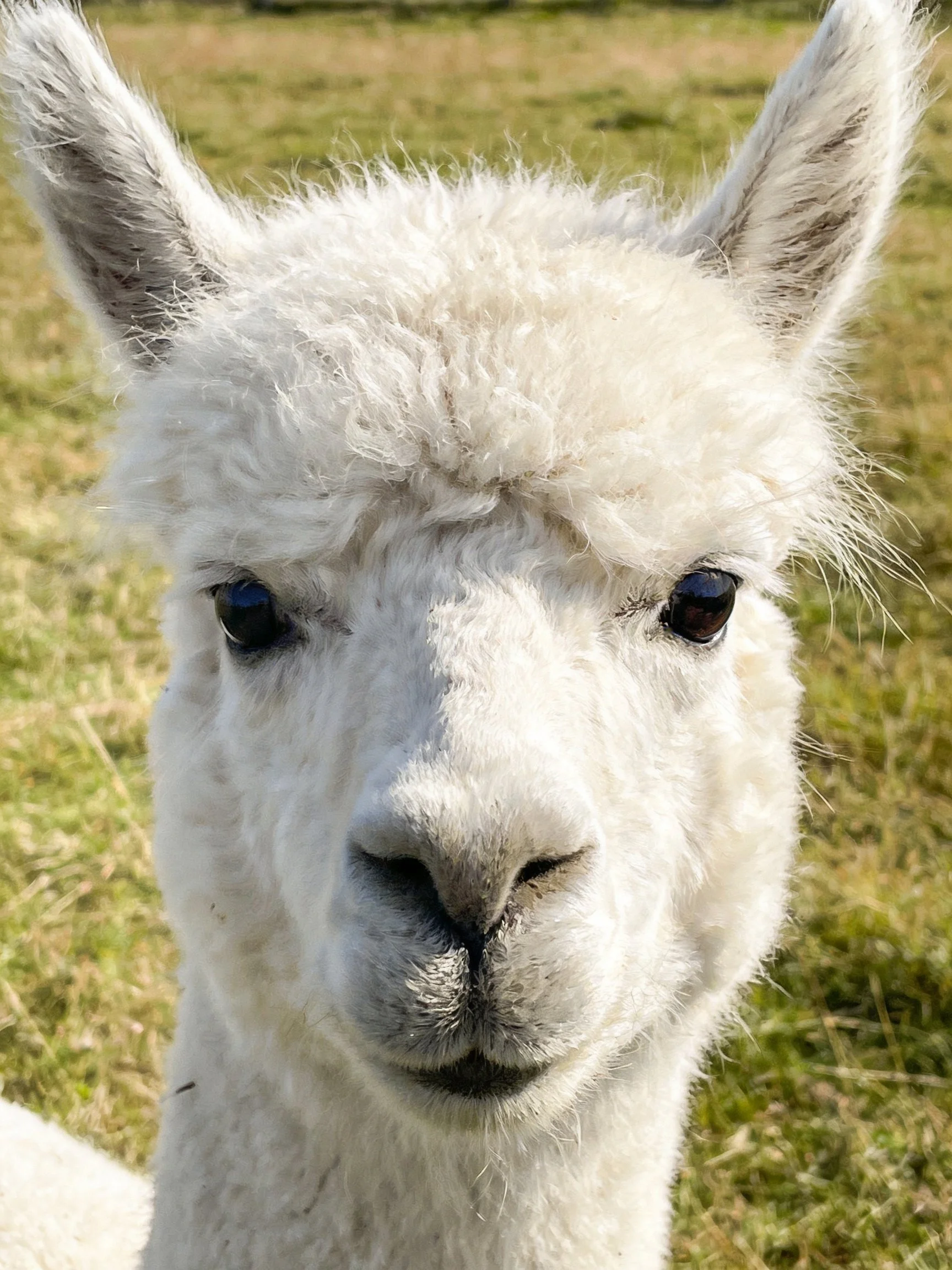 A white fluffy alpaca with large ears is shown in a grassy outdoor area.