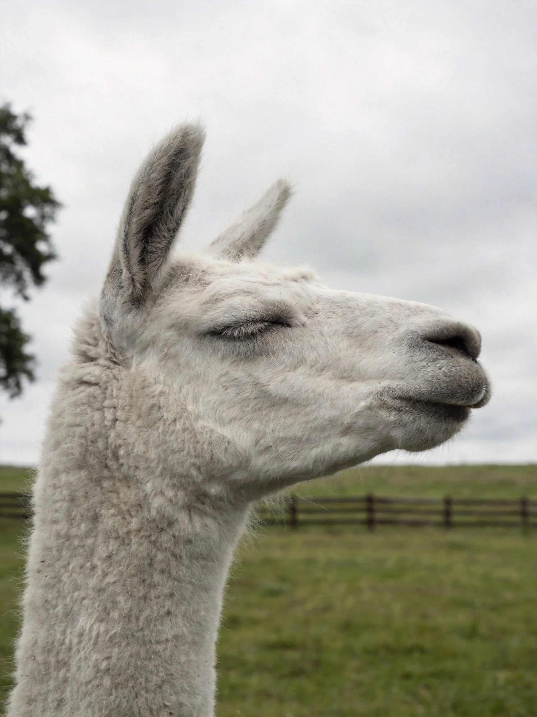 A close - up of a white llama resting in an open grassy field