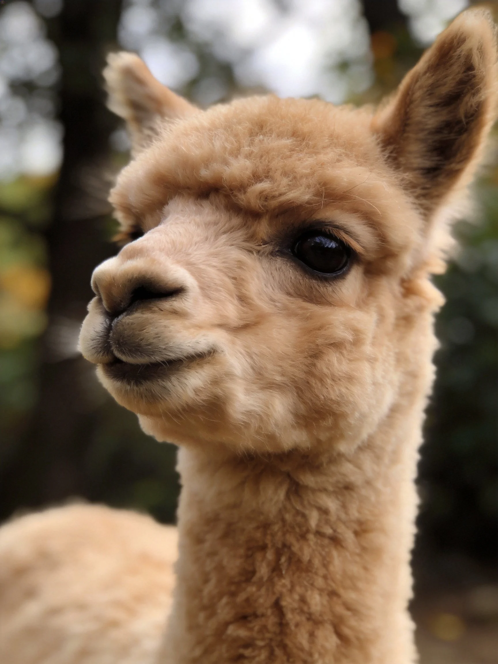 A close - up portrait of a young alpaca with fluffy tan fur