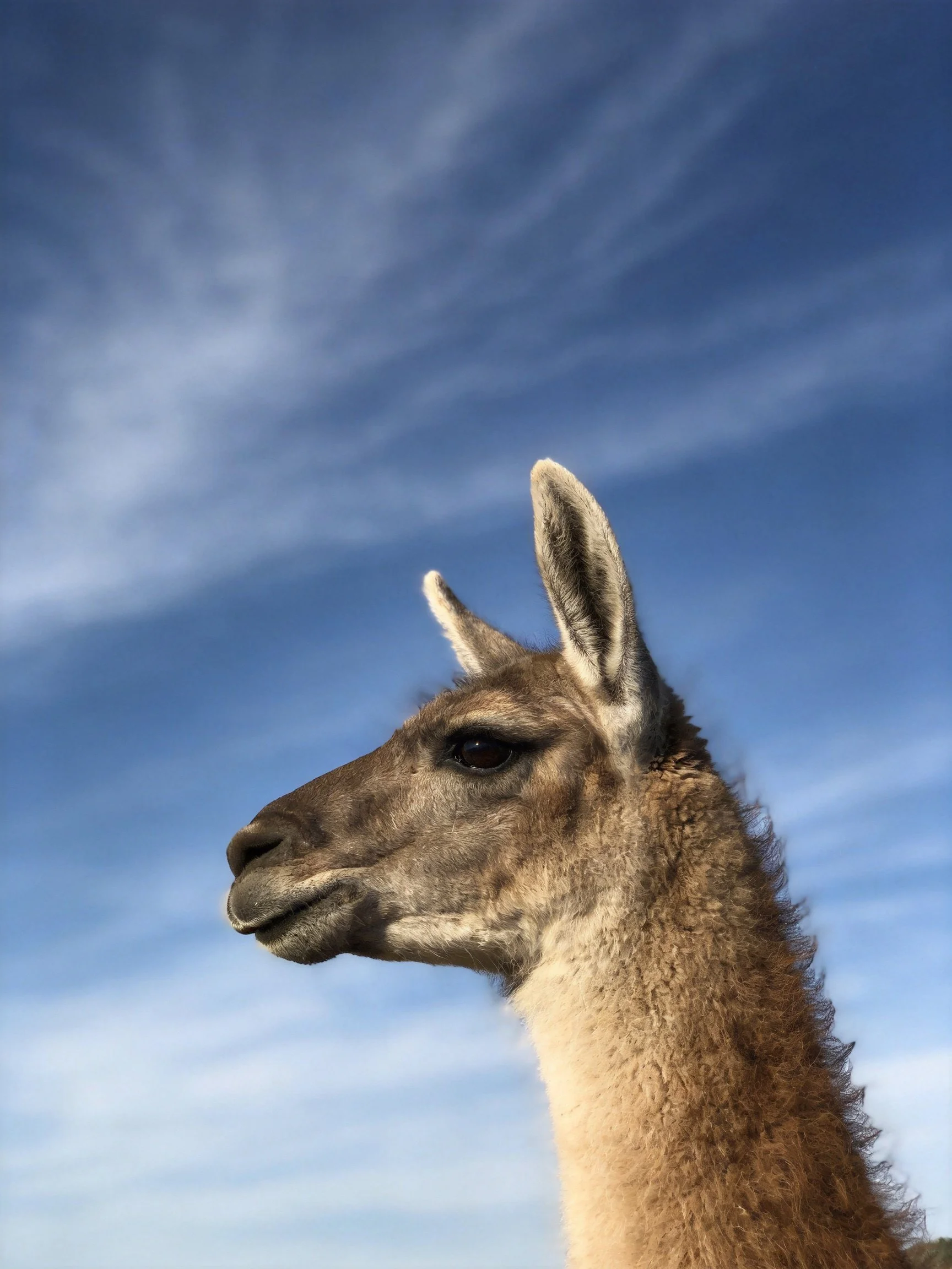 A close-up profile of a brown-furred guanaco against a clear blue sky