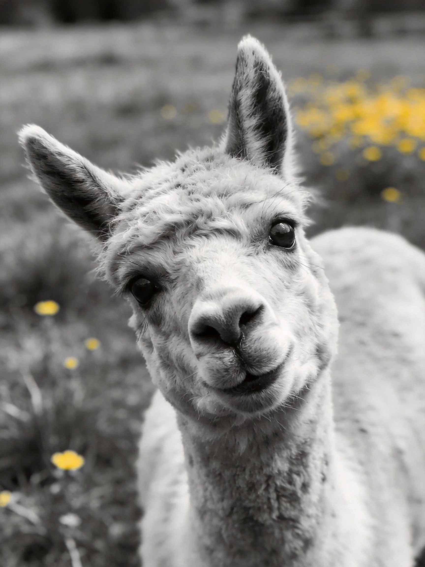 A curious alpaca with vibrant yellow flowers in a monochrome field