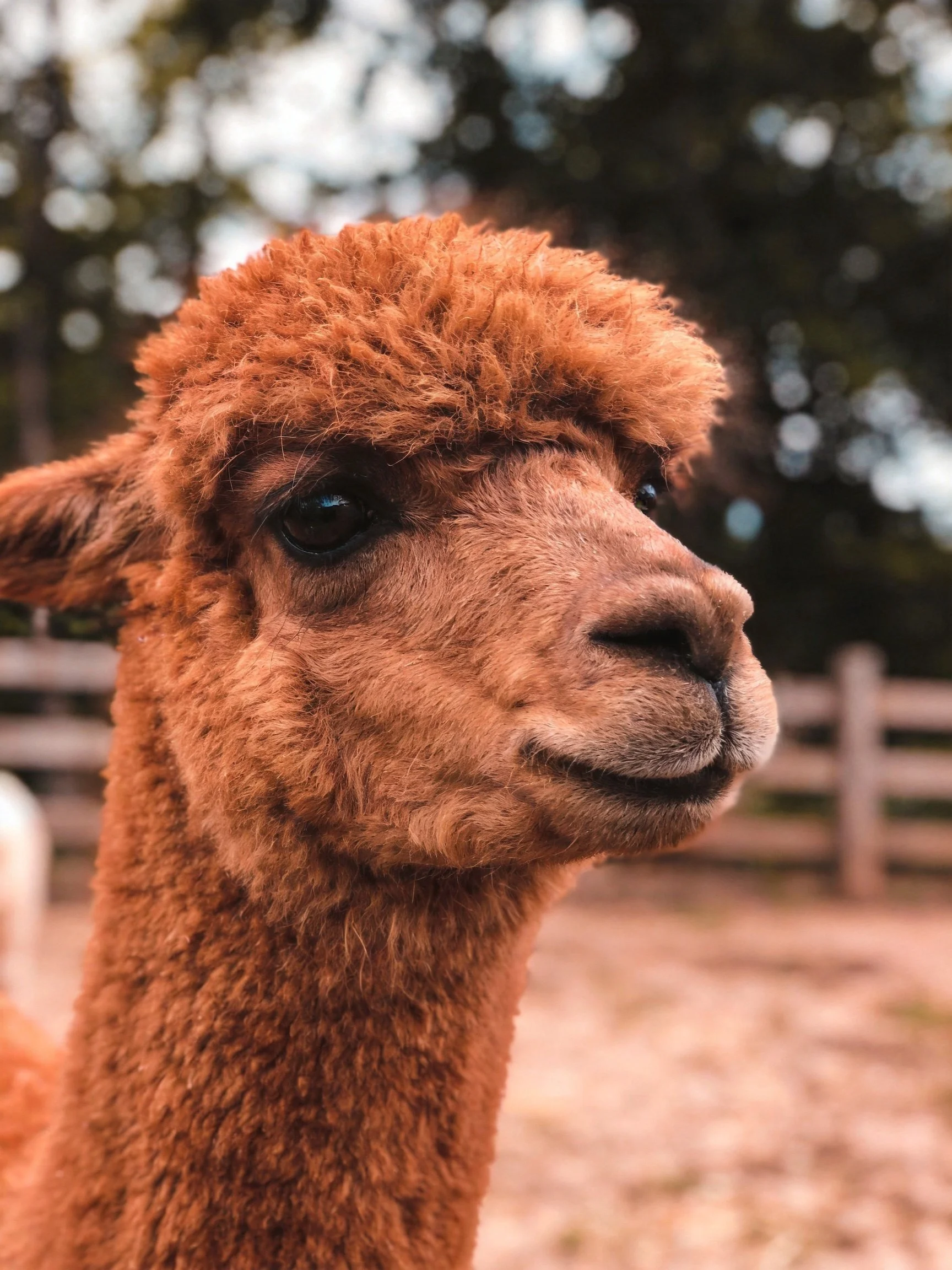 A brown alpaca is shown clearly with a blurred outdoor setting behind.