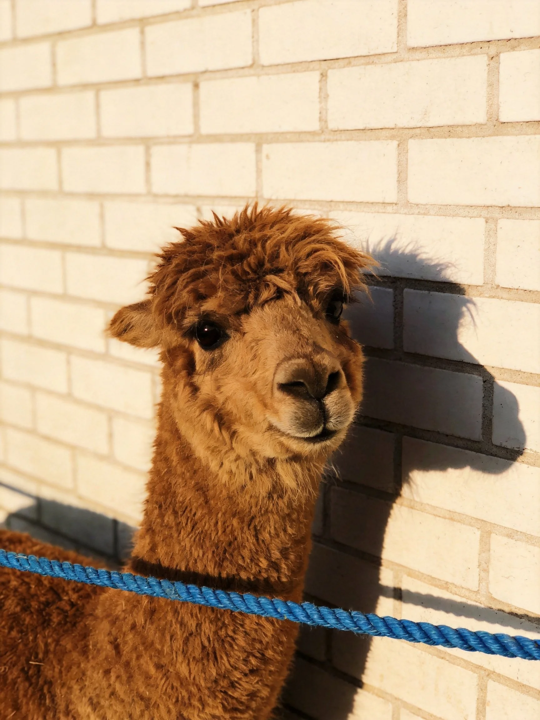 A fluffy brown alpaca near a white brick wall with a blue rope