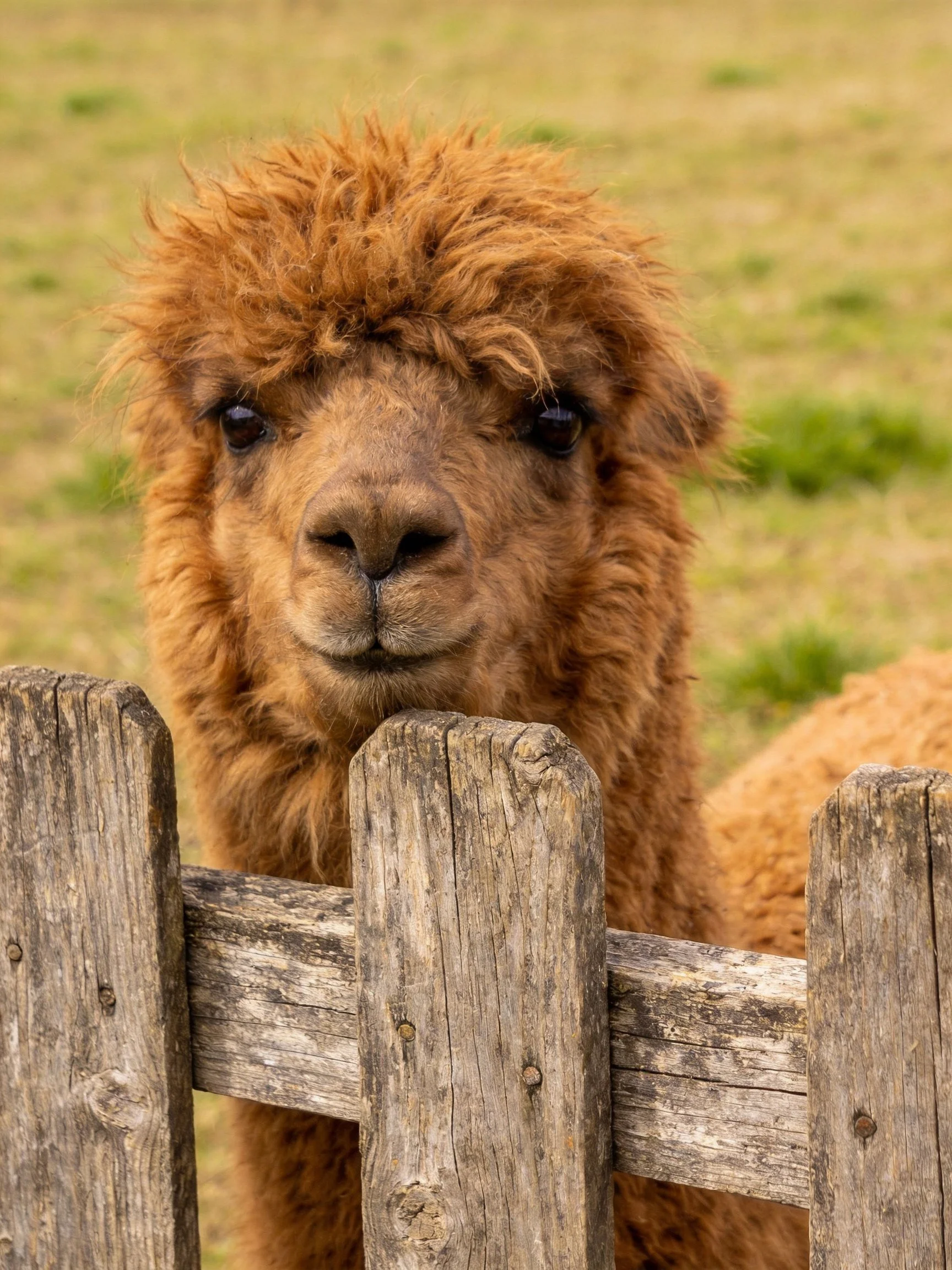 A fluffy brown alpaca peers over a weathered wooden fence