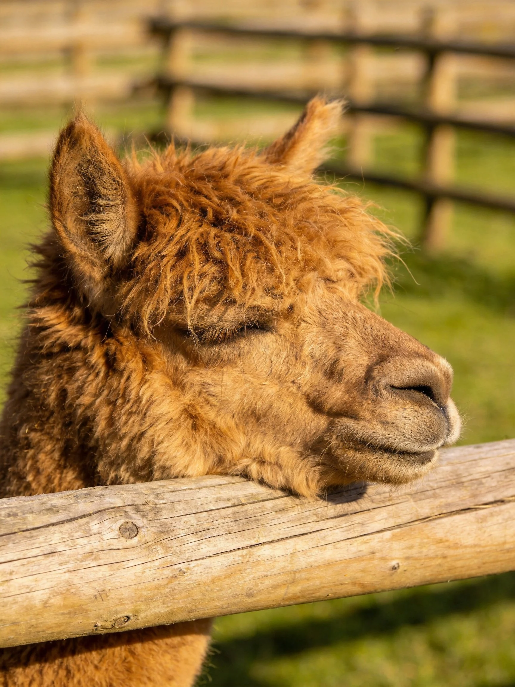 A fluffy brown alpaca rests by a weathered wooden fence