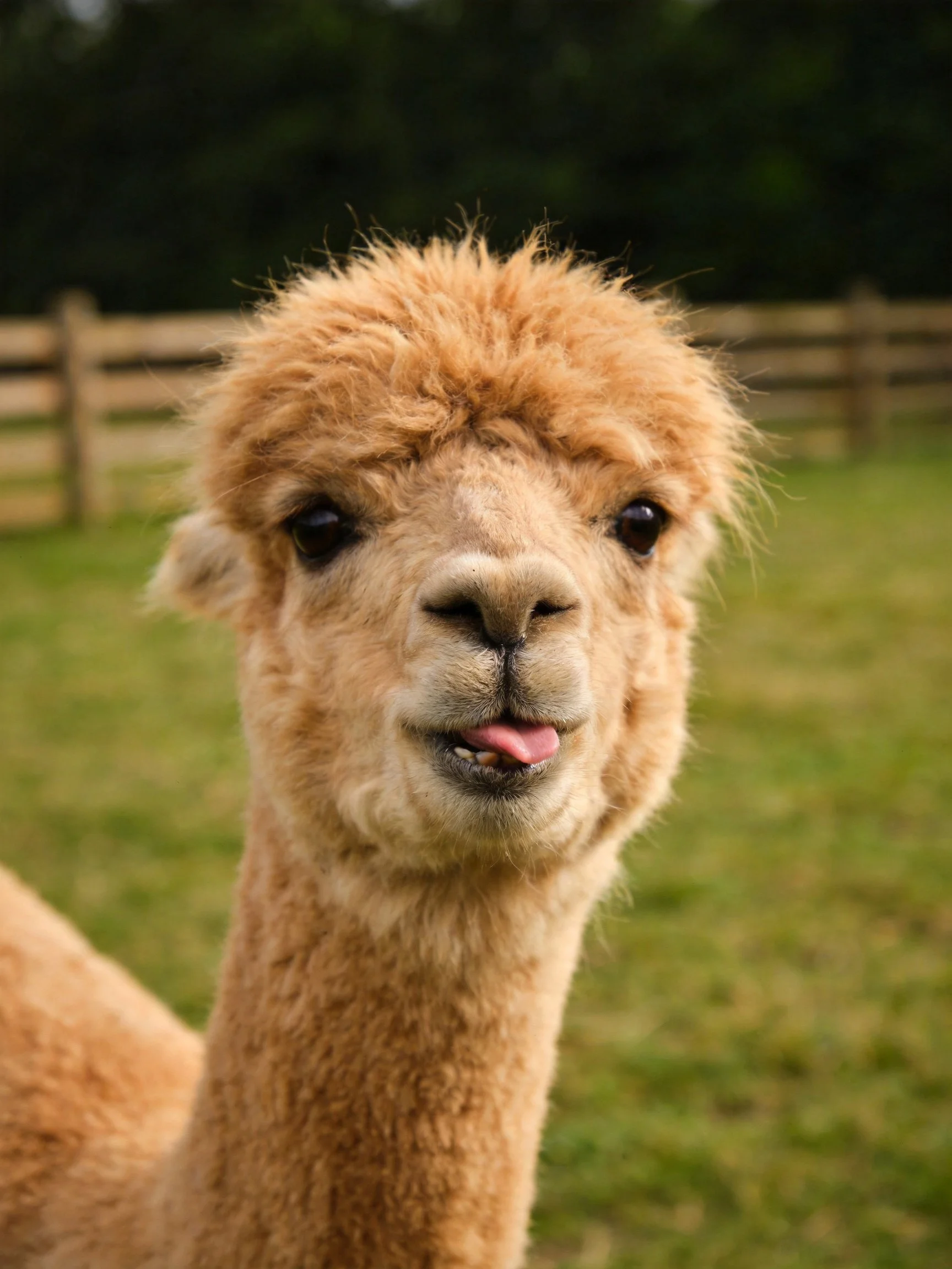 A fluffy light - brown alpaca sticks tongue out near wooden fence