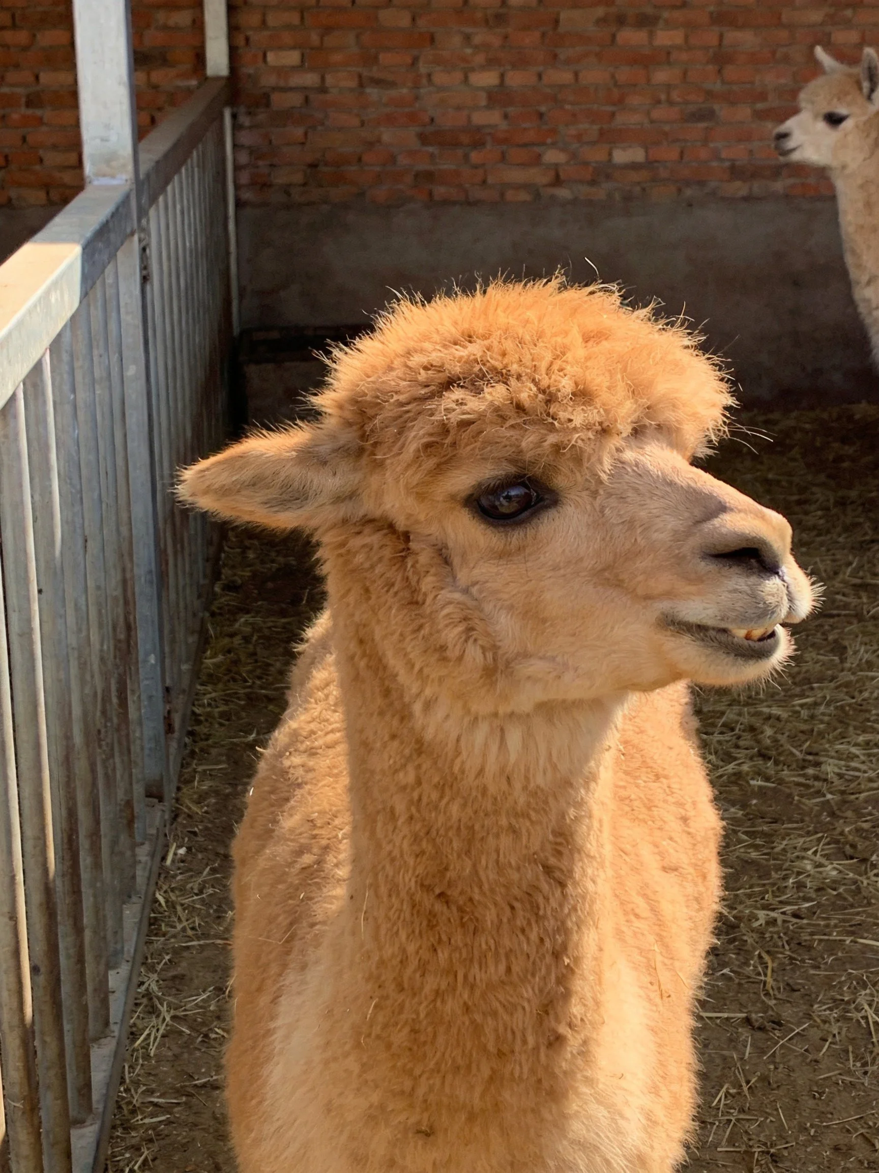 A fluffy tan alpaca near a weathered wooden fence with a brick backdrop